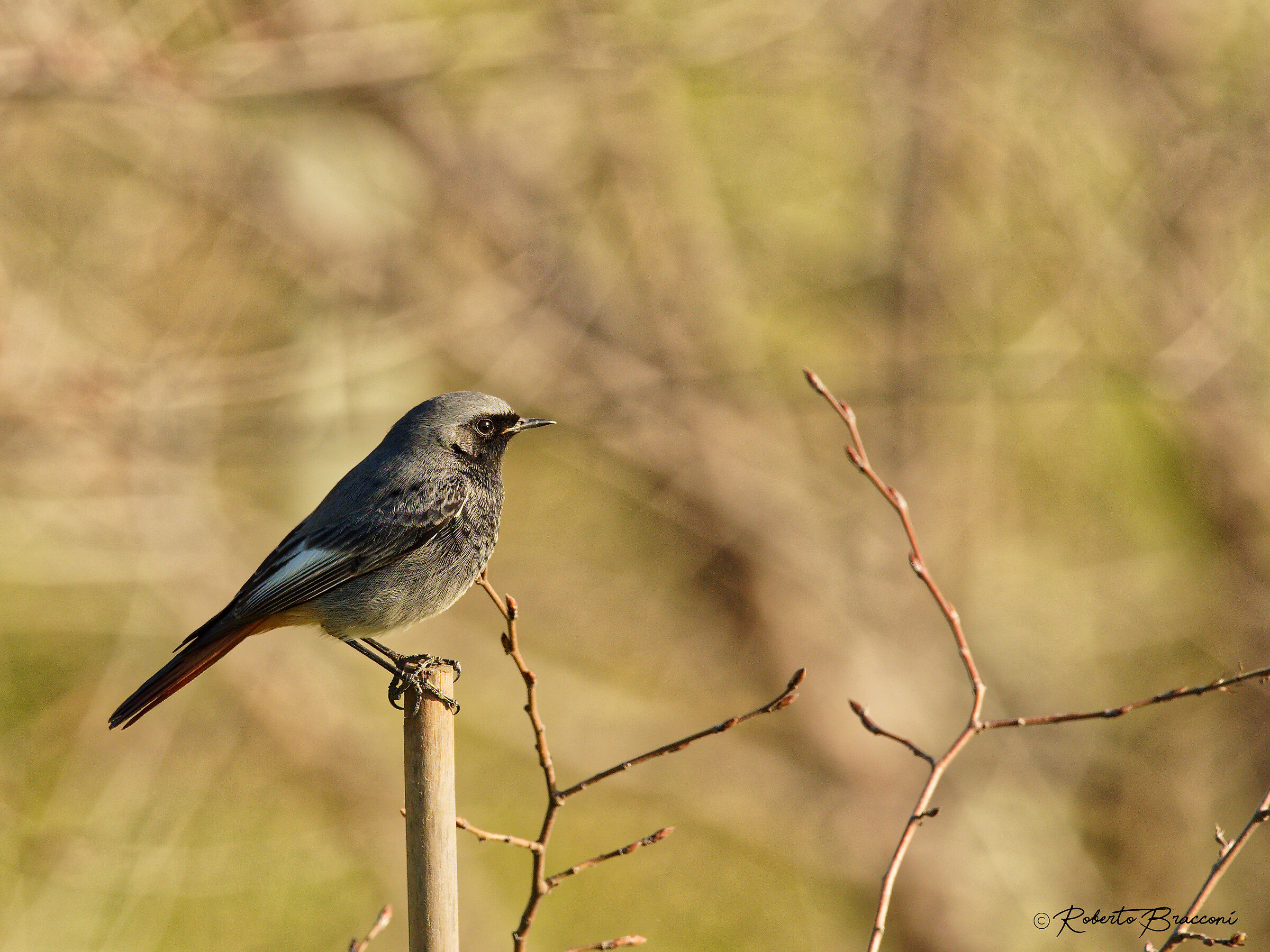 Codirosso Spazzacamino