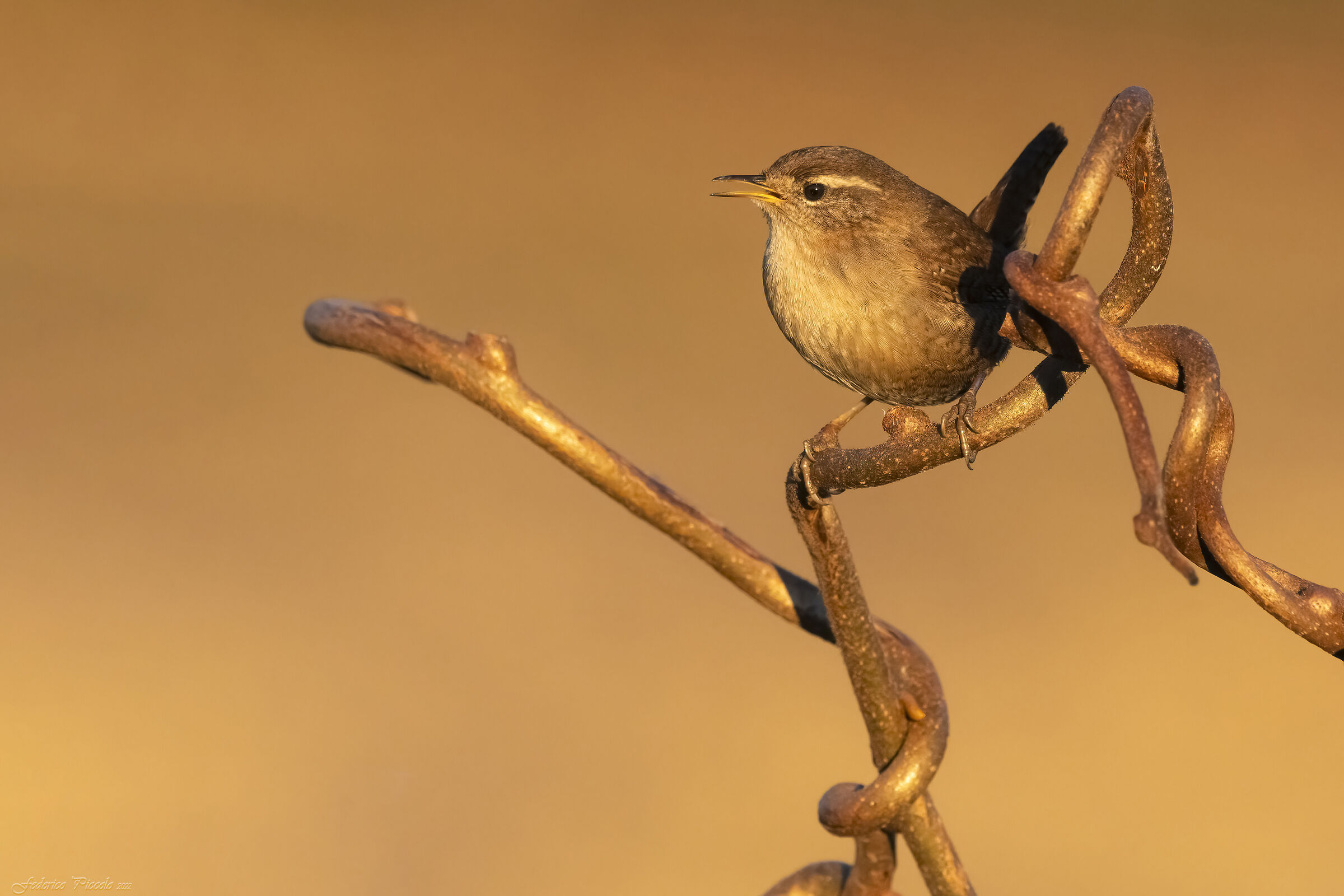 Wren