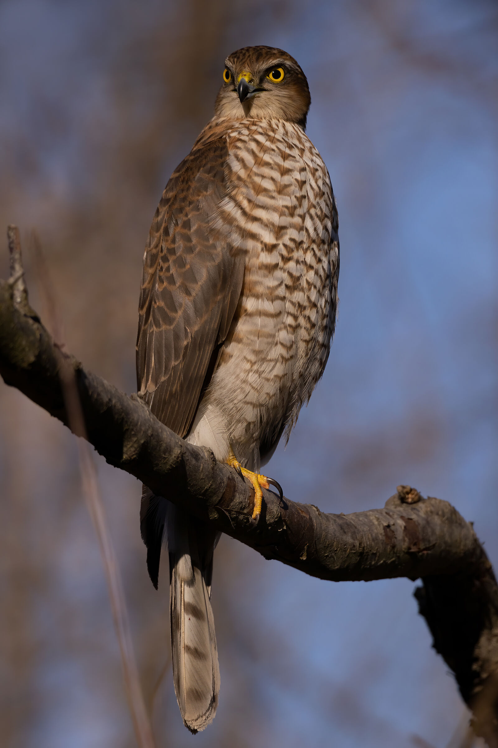 Sparviere (Accipiter nisus)