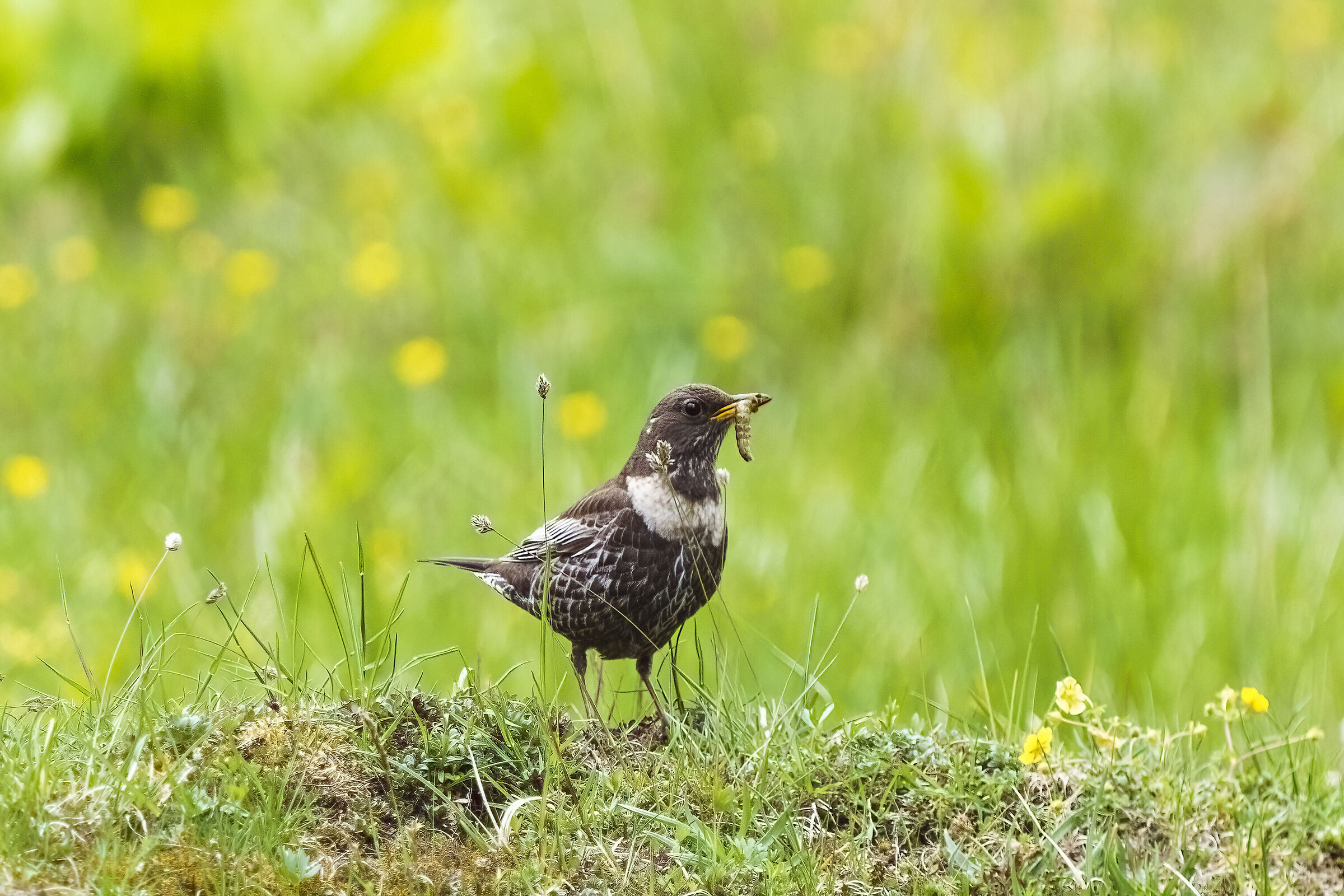 Female collared blackbird