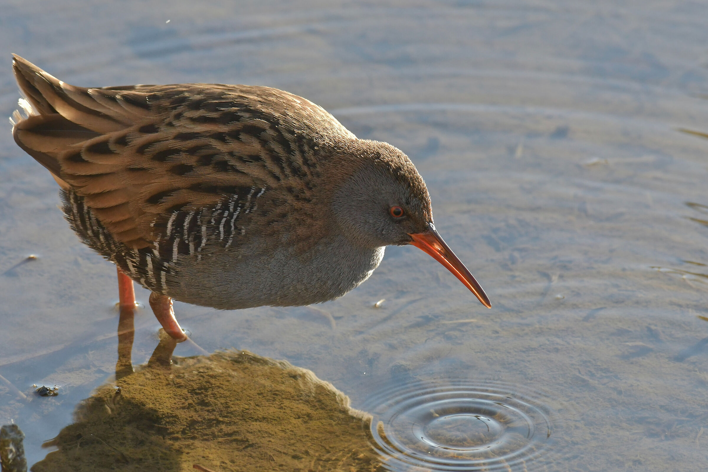Water rail