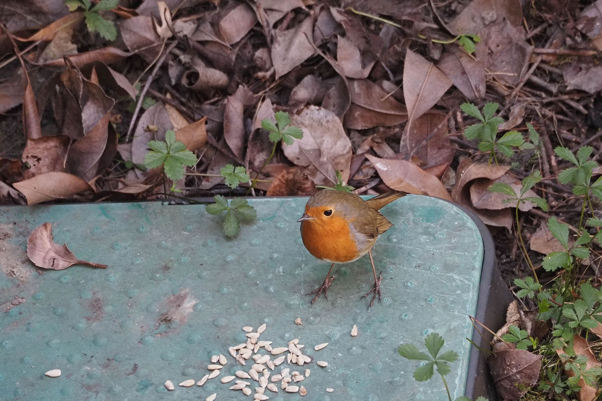 a guest in my garden