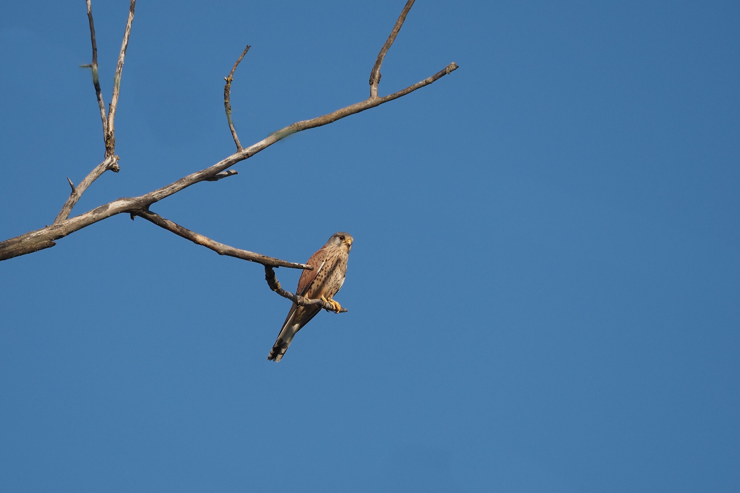 kestrel - strong crop