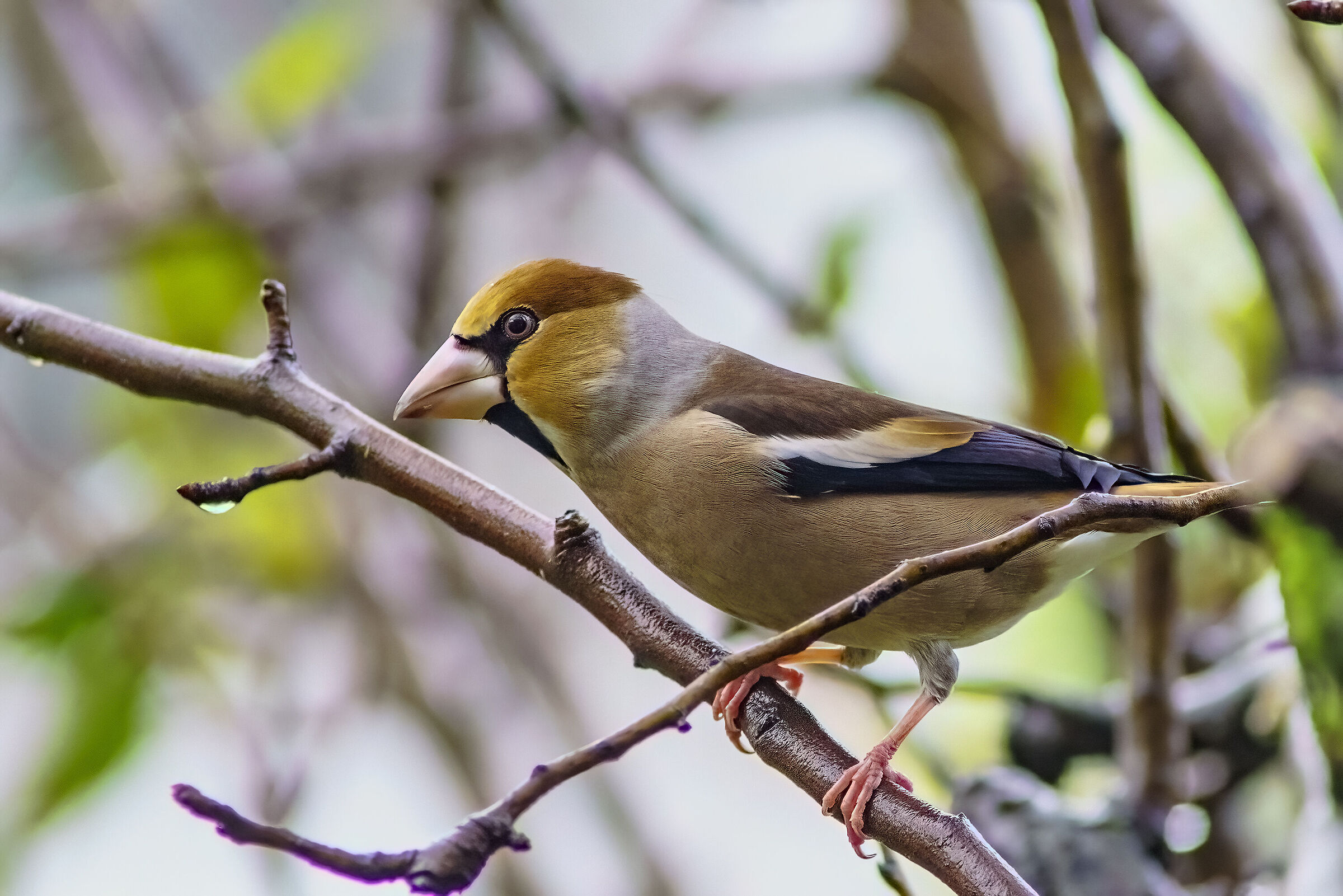Hawfinch
