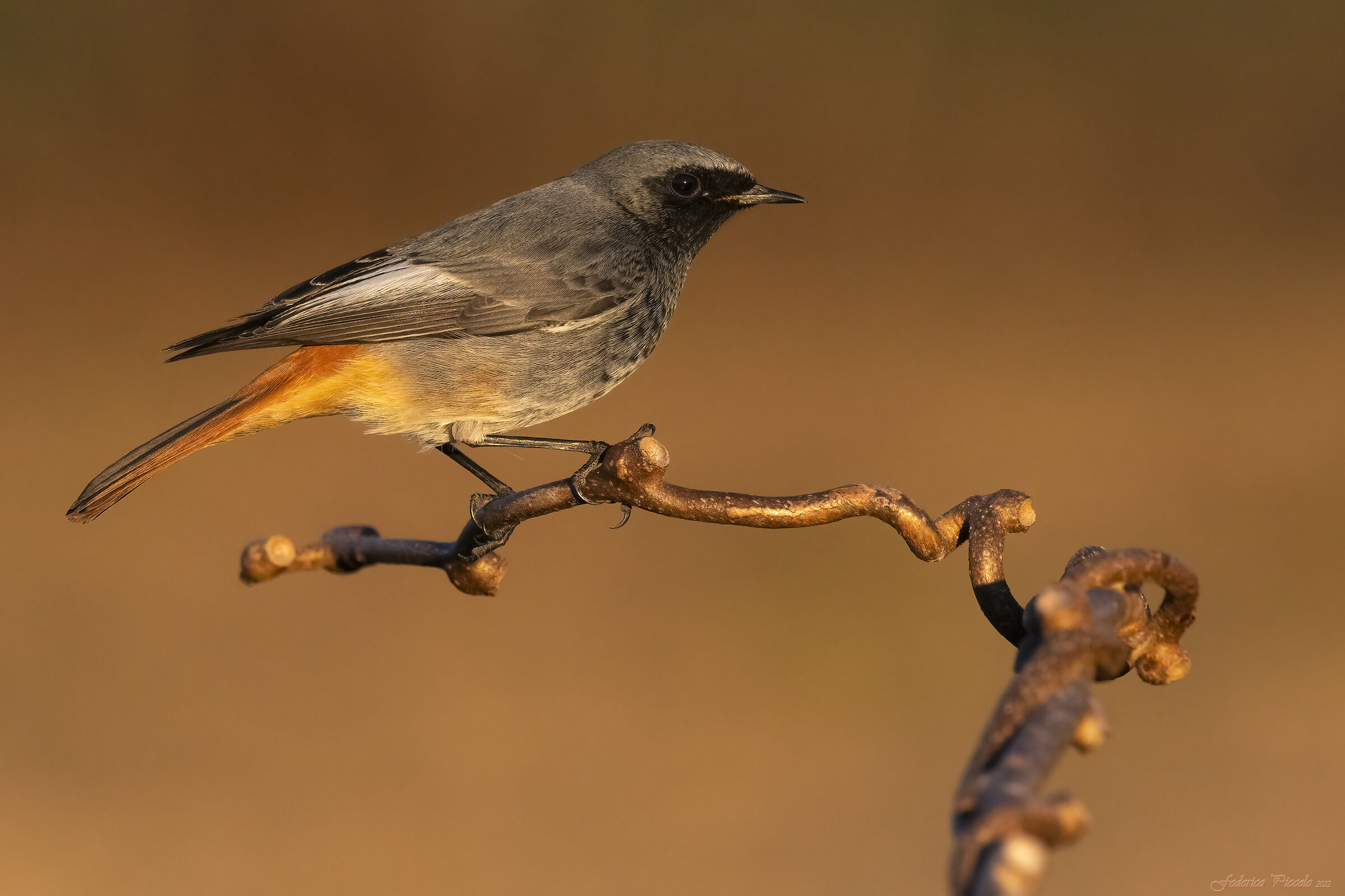 Codirosso spazzacamino