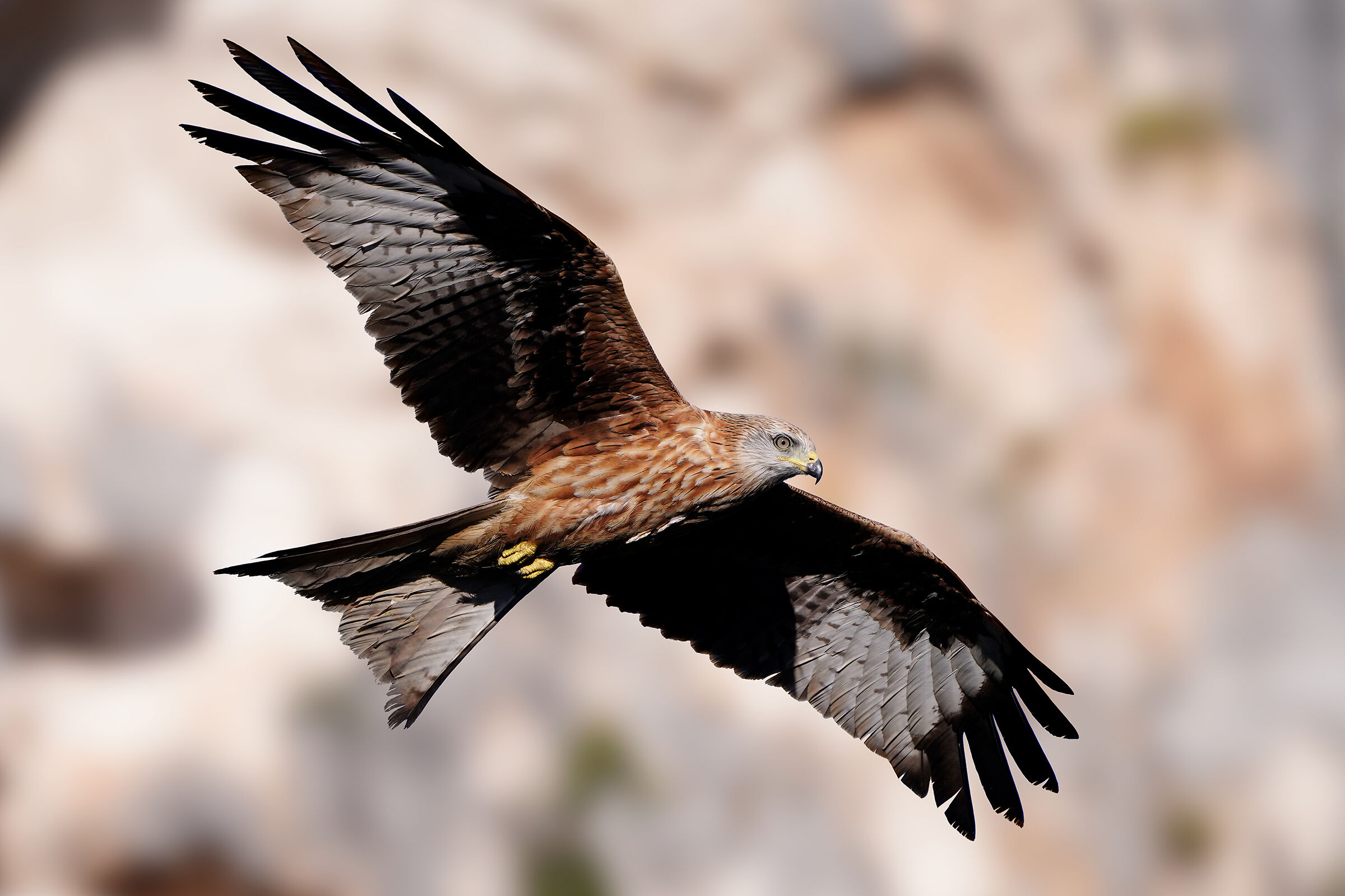 Red kite