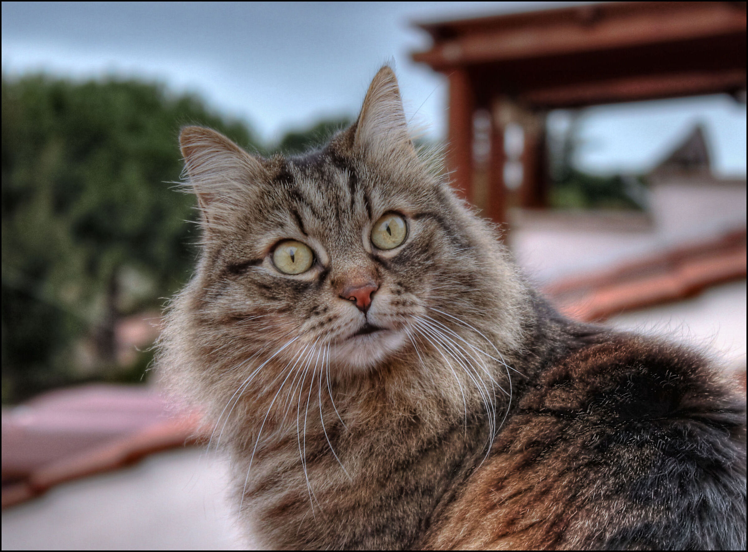 Il Gatto (Tonemapped)