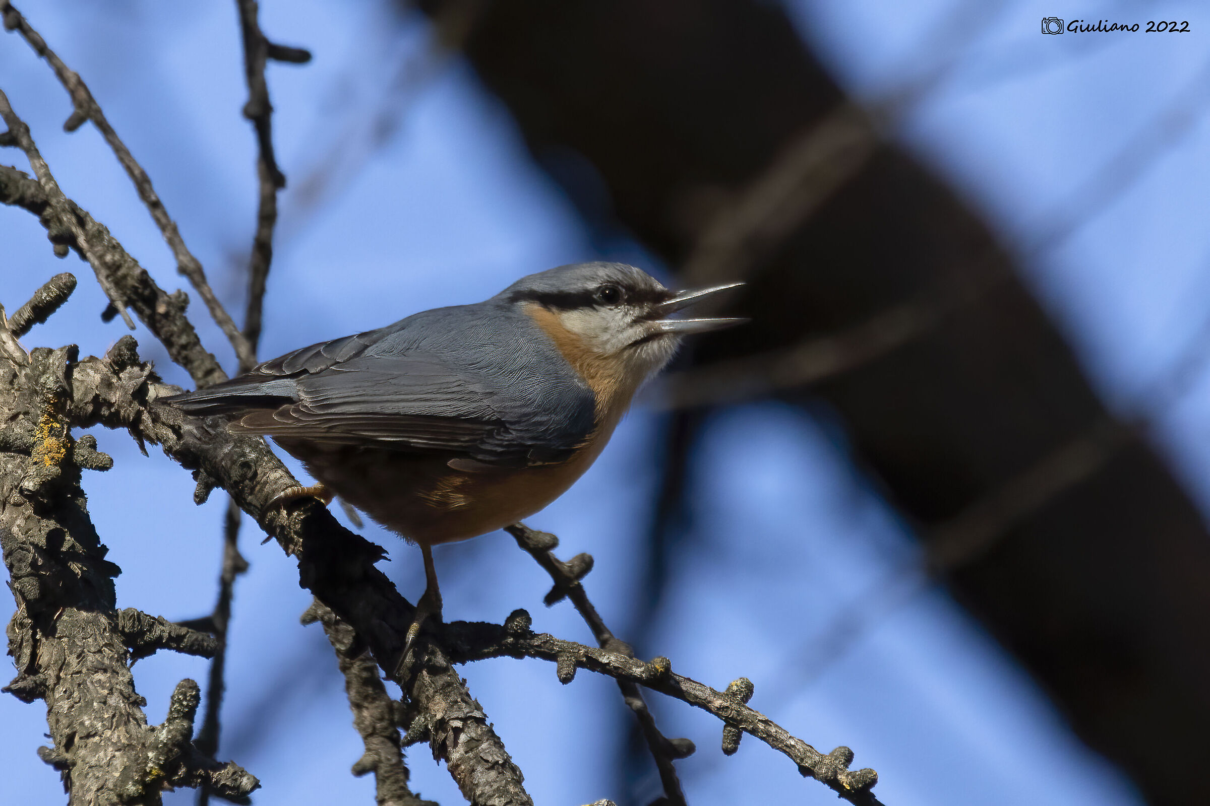Wood nuthatch