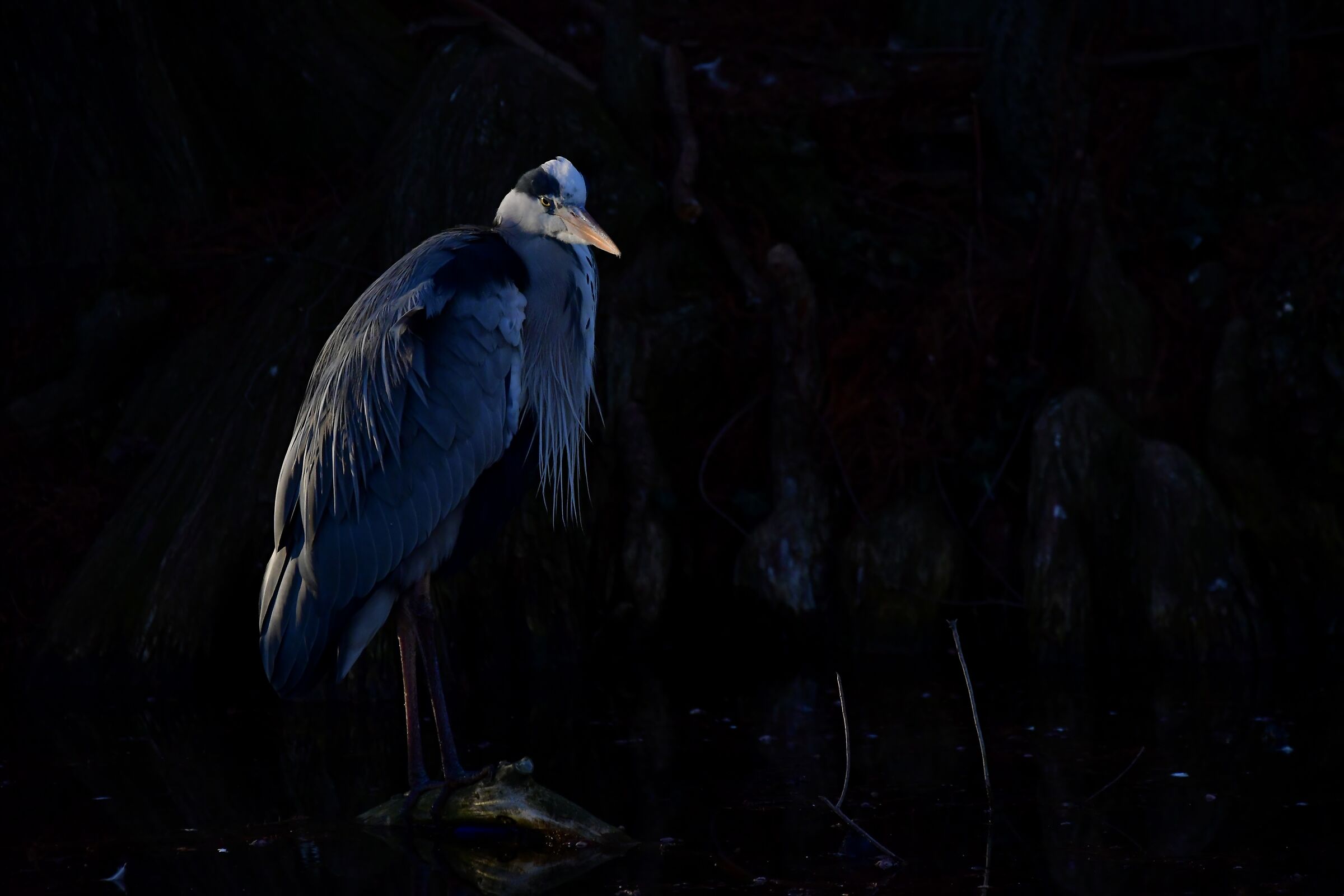 L'airone nell'oscurita'
