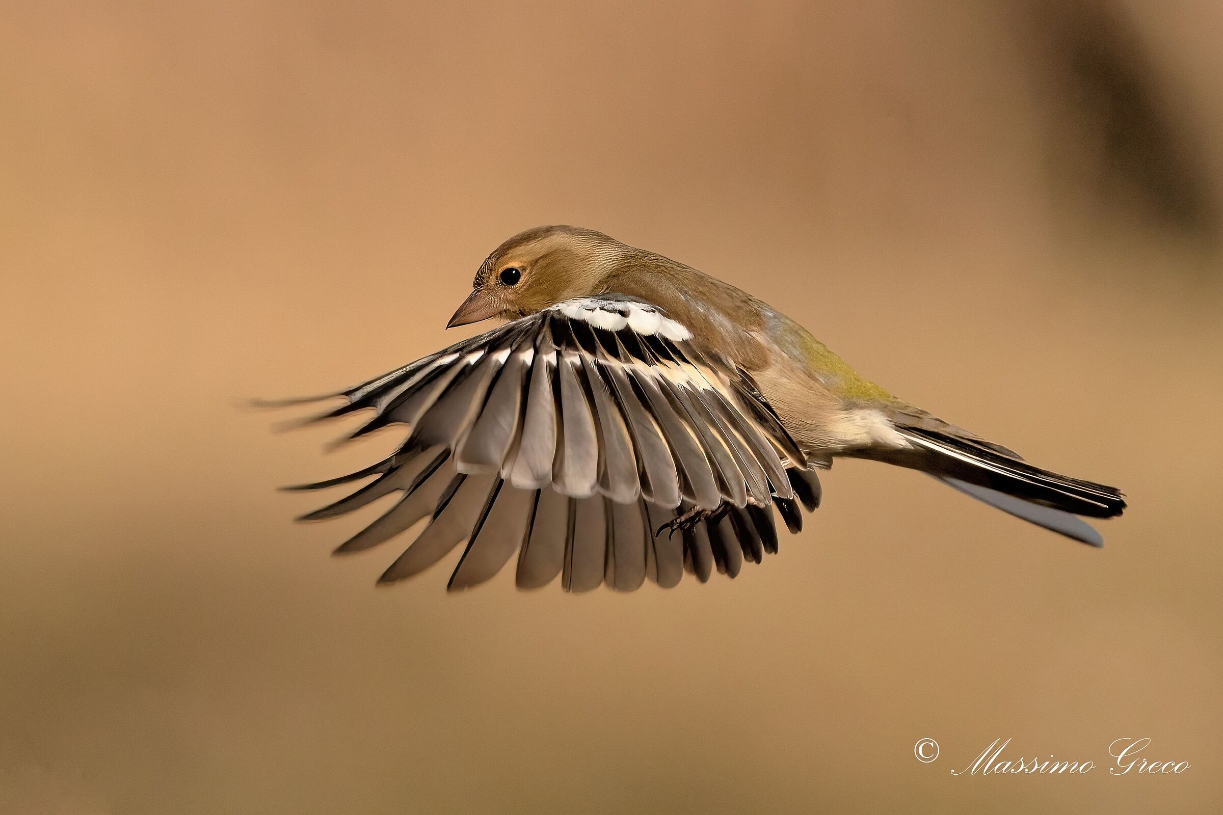 Chaffinch