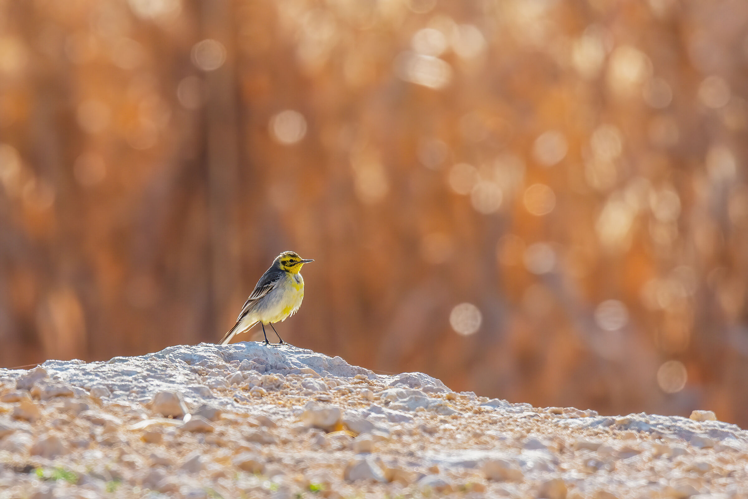 Wagtail giallo occidentale