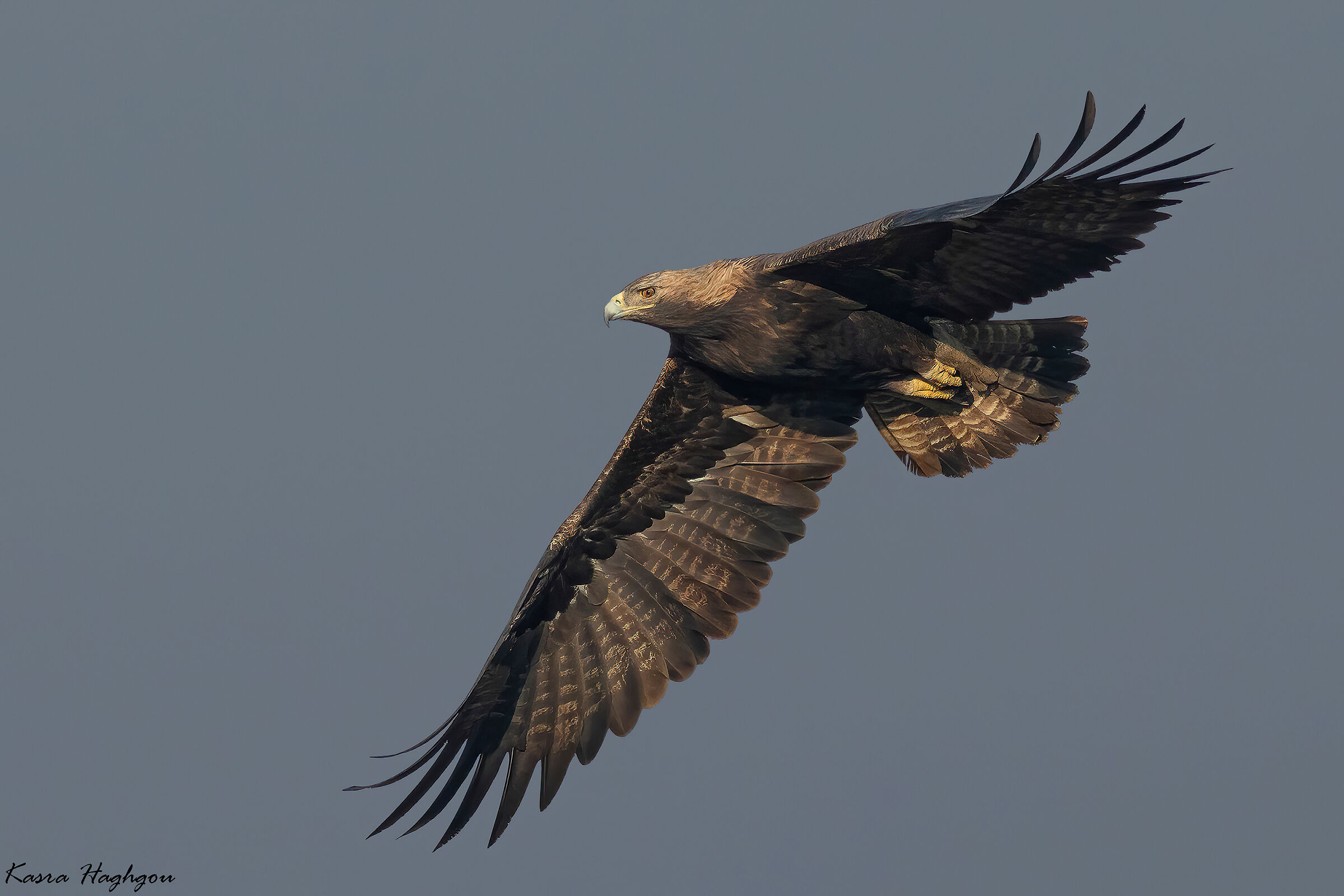 Aquila imperiale