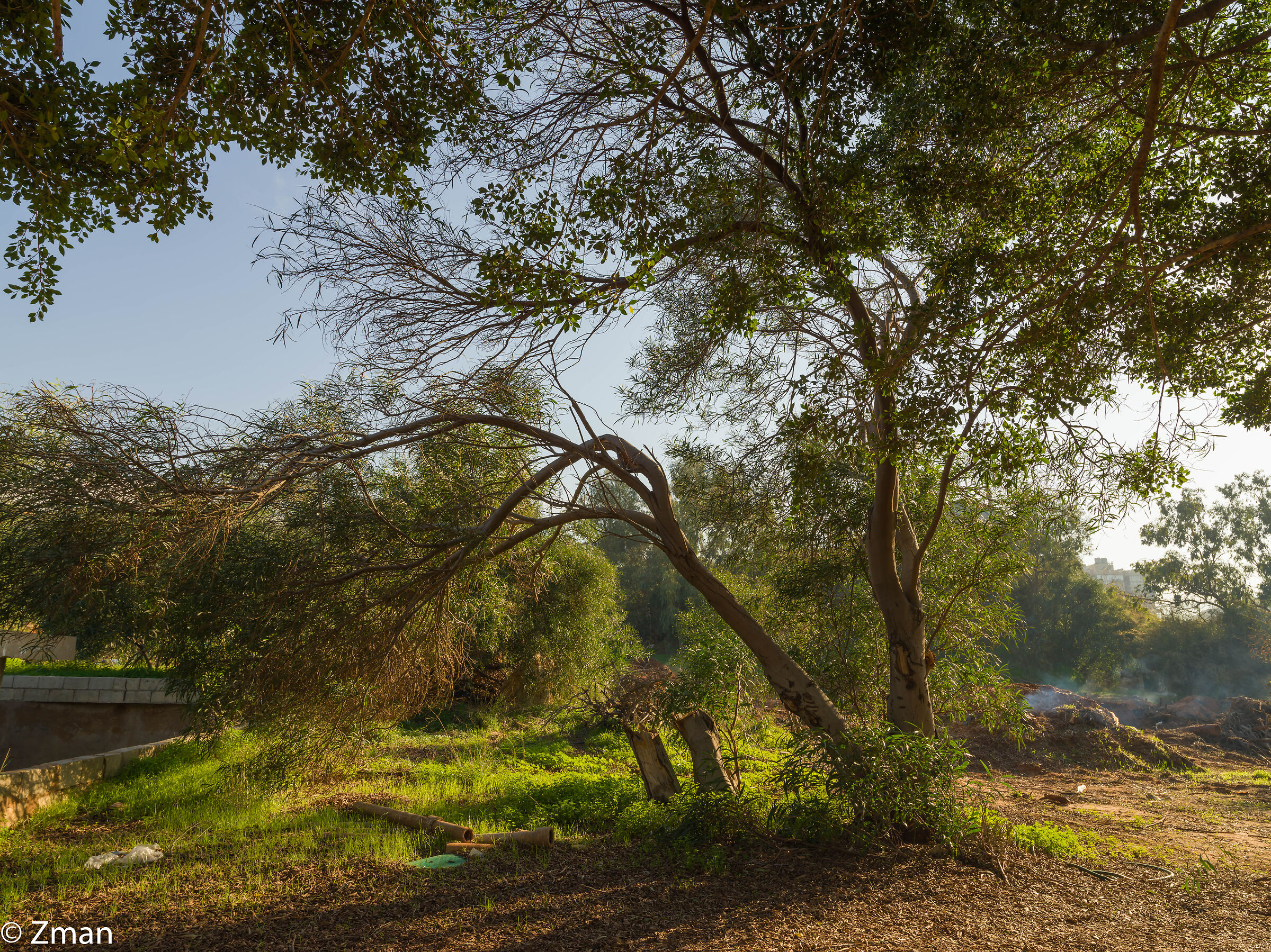 Alberi
