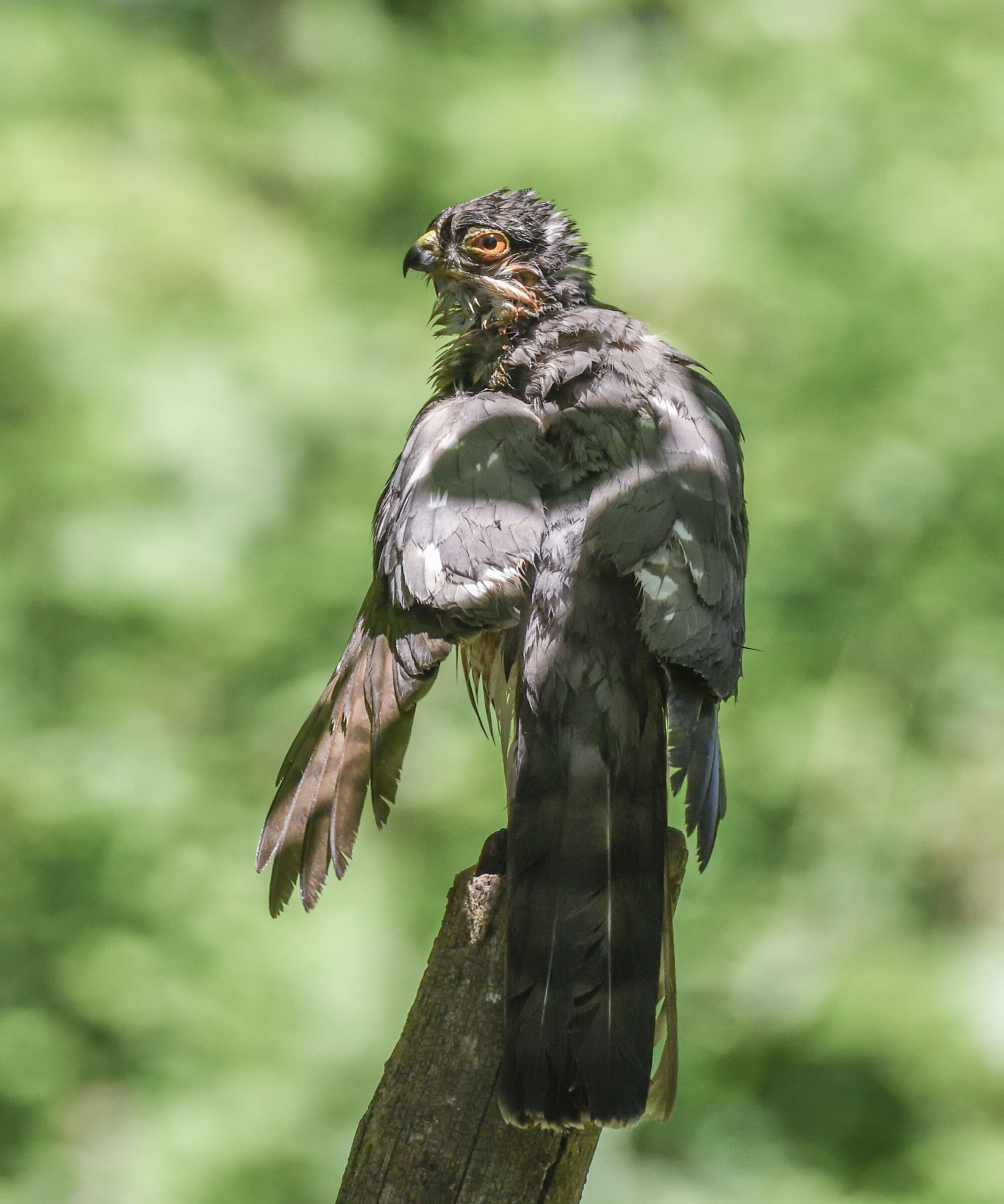 sparrowhawk