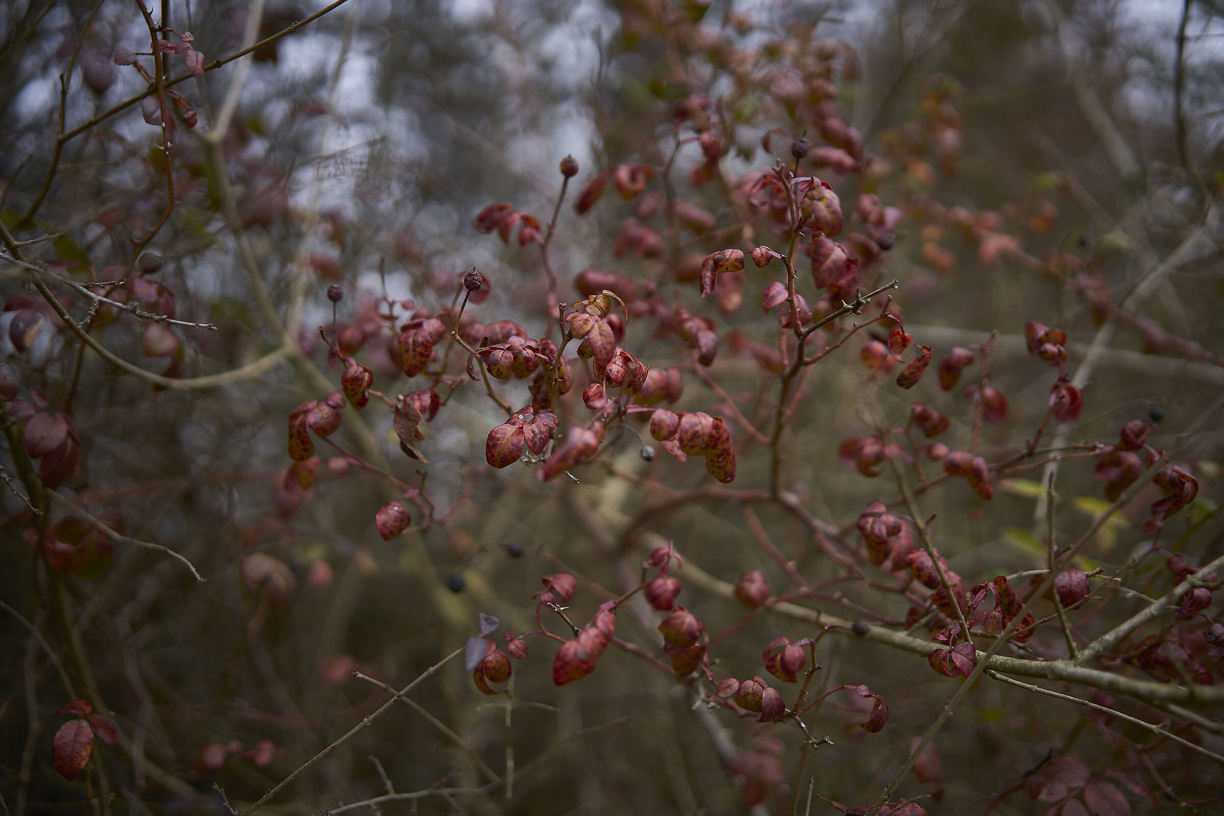 Si avvicina la primavera