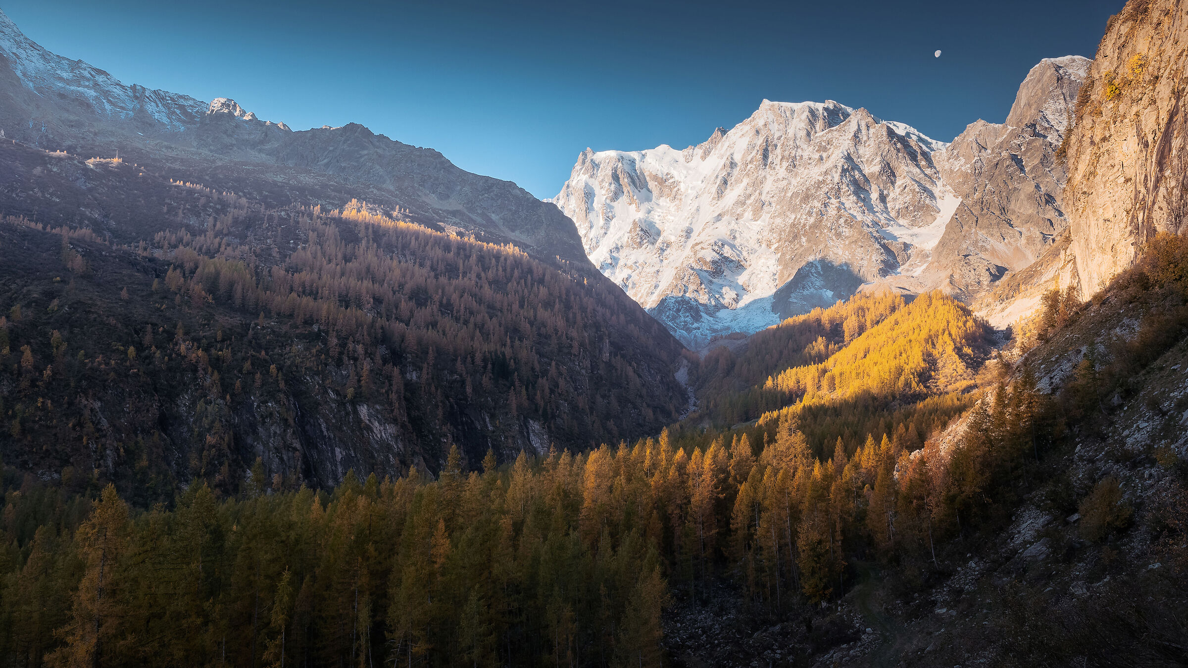 Fiume di alberi verso il Rosa