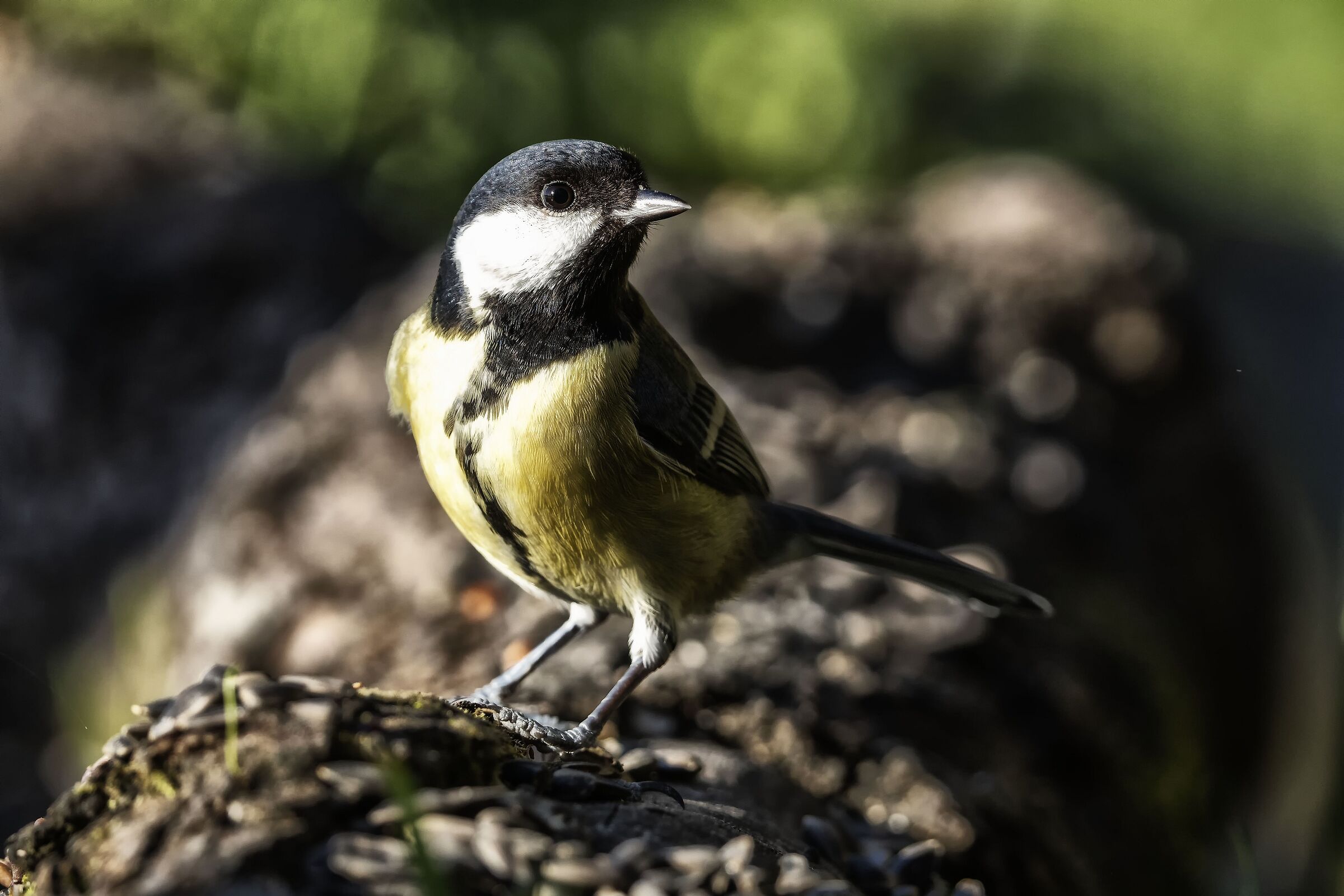 Cheerful but not too much