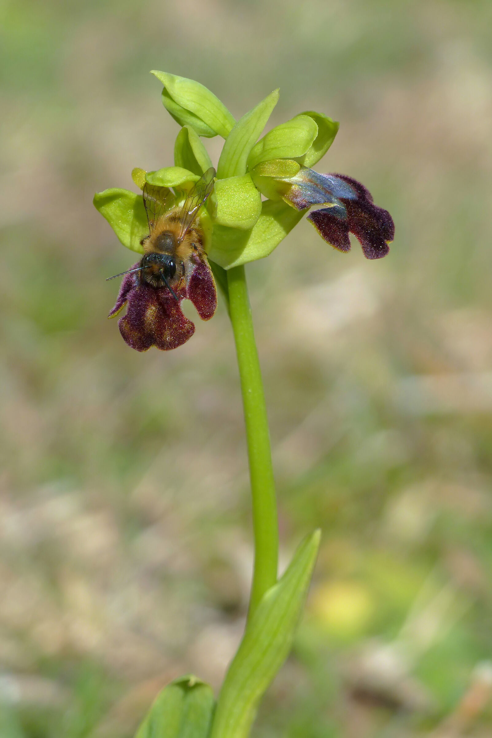 Ophrys lojaconoi with Andrena nigroaenea