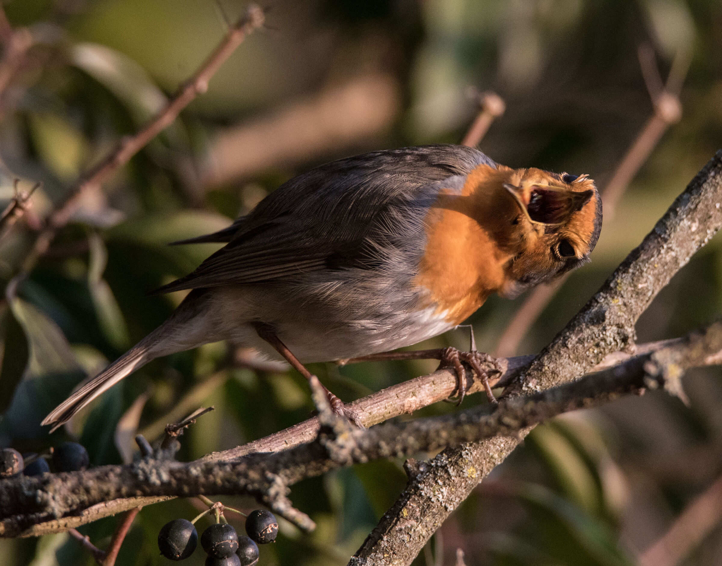 Le boccacce del petti×