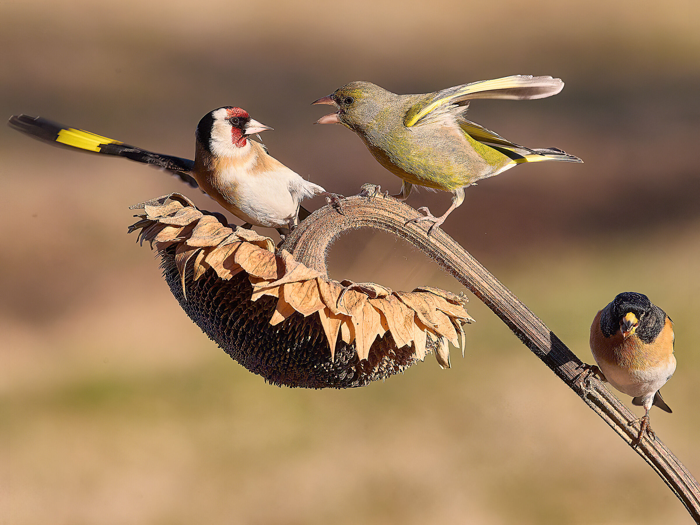 Peppola, Verdone e Cardellino