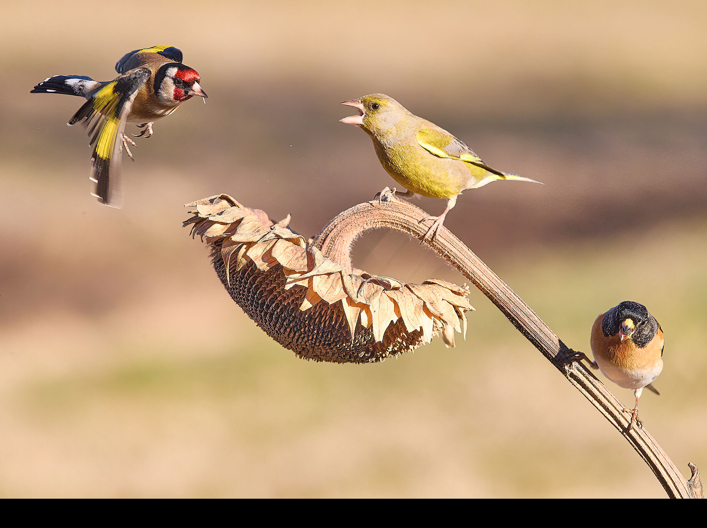 Peppola, Verdone e Cardellino