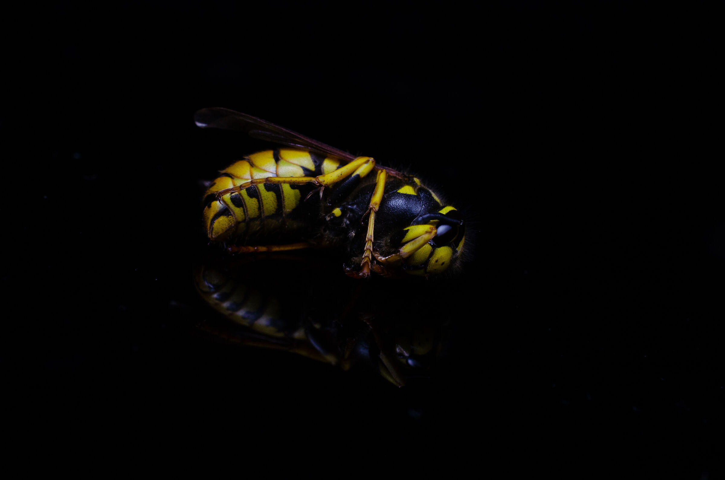 Germanic Vespula