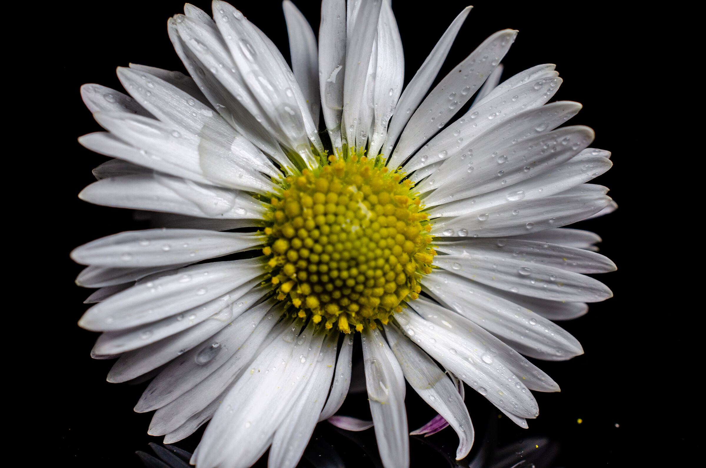 Common daisy with drops of water