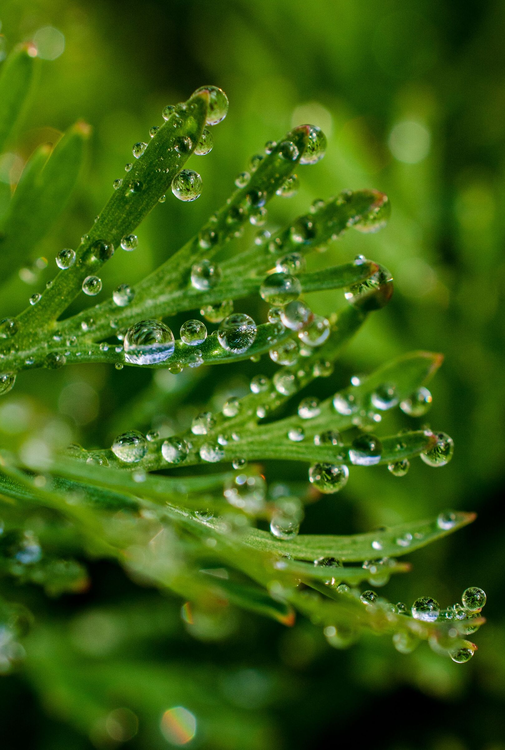 Escolzia californica with drops of water