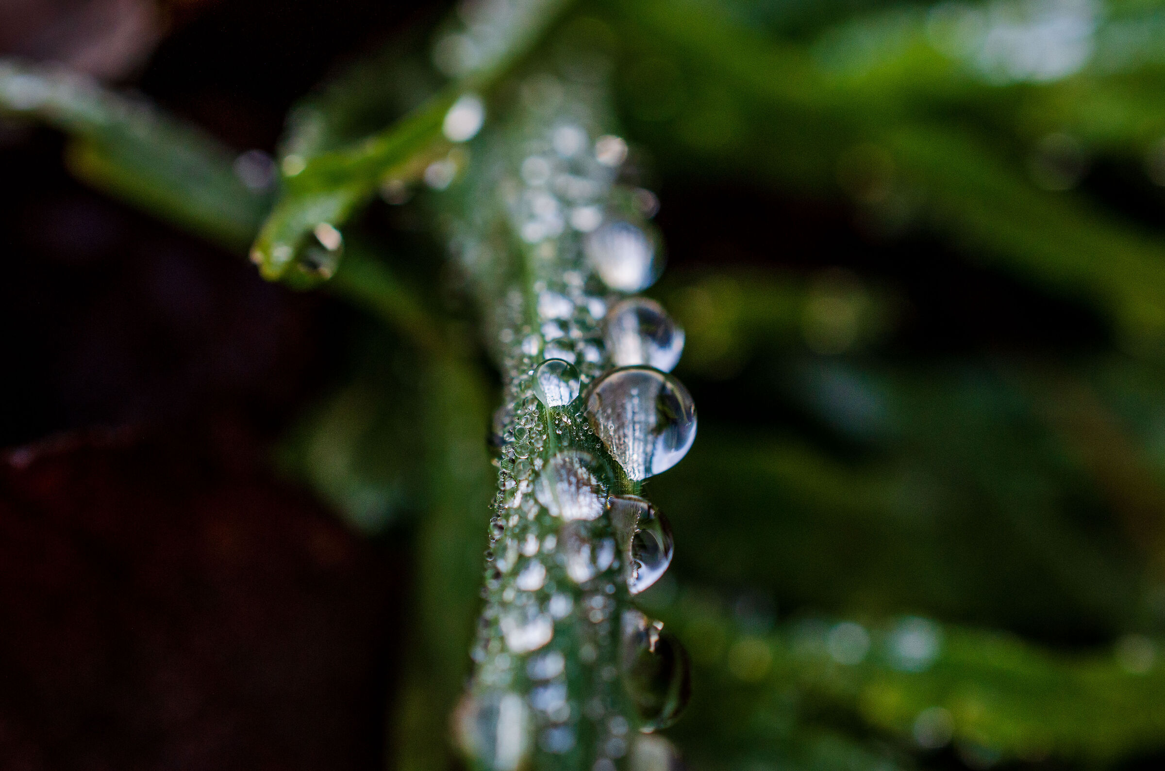 Fresh rain on grass