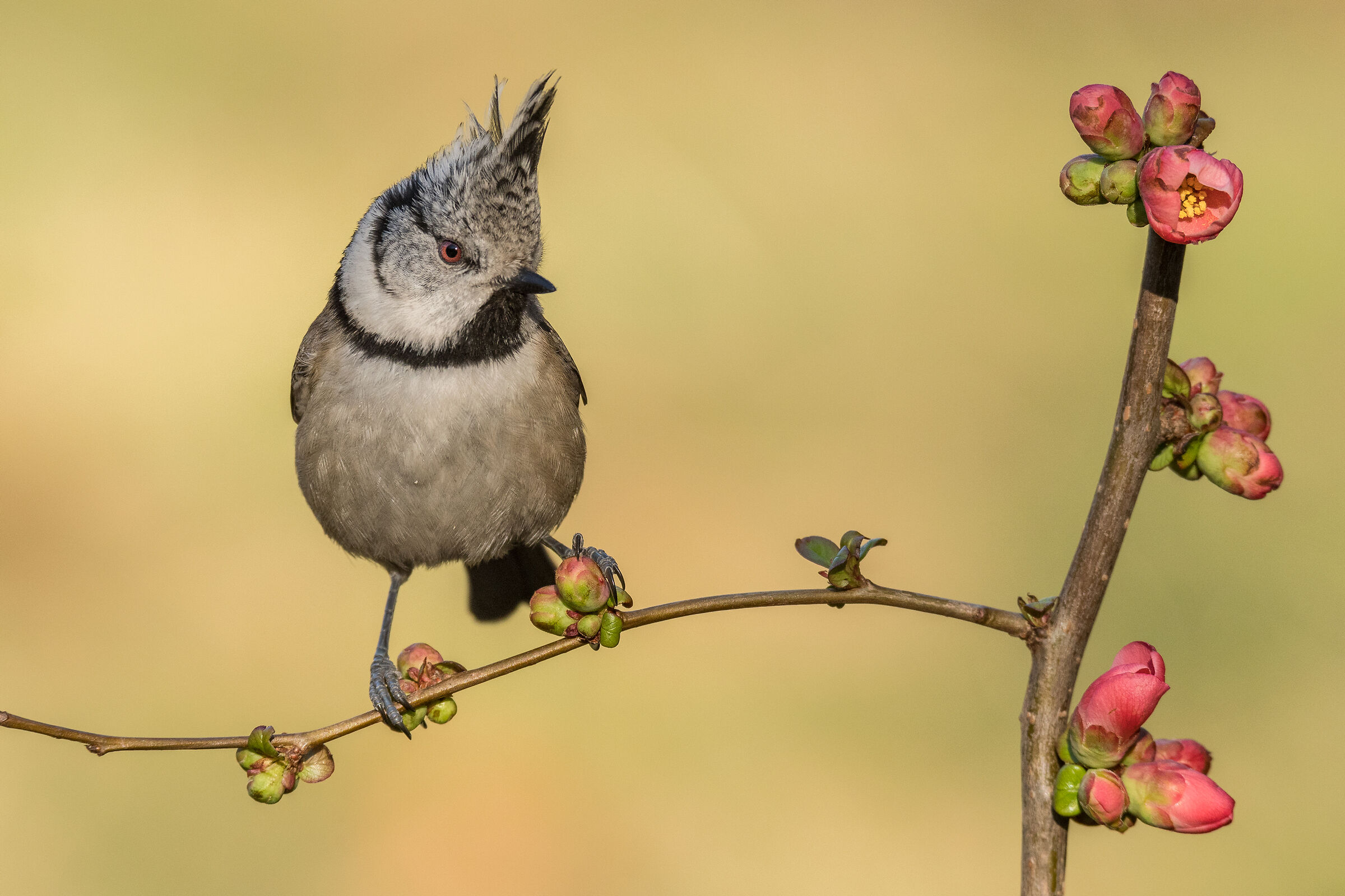 cincia dal ciuffo primaverile