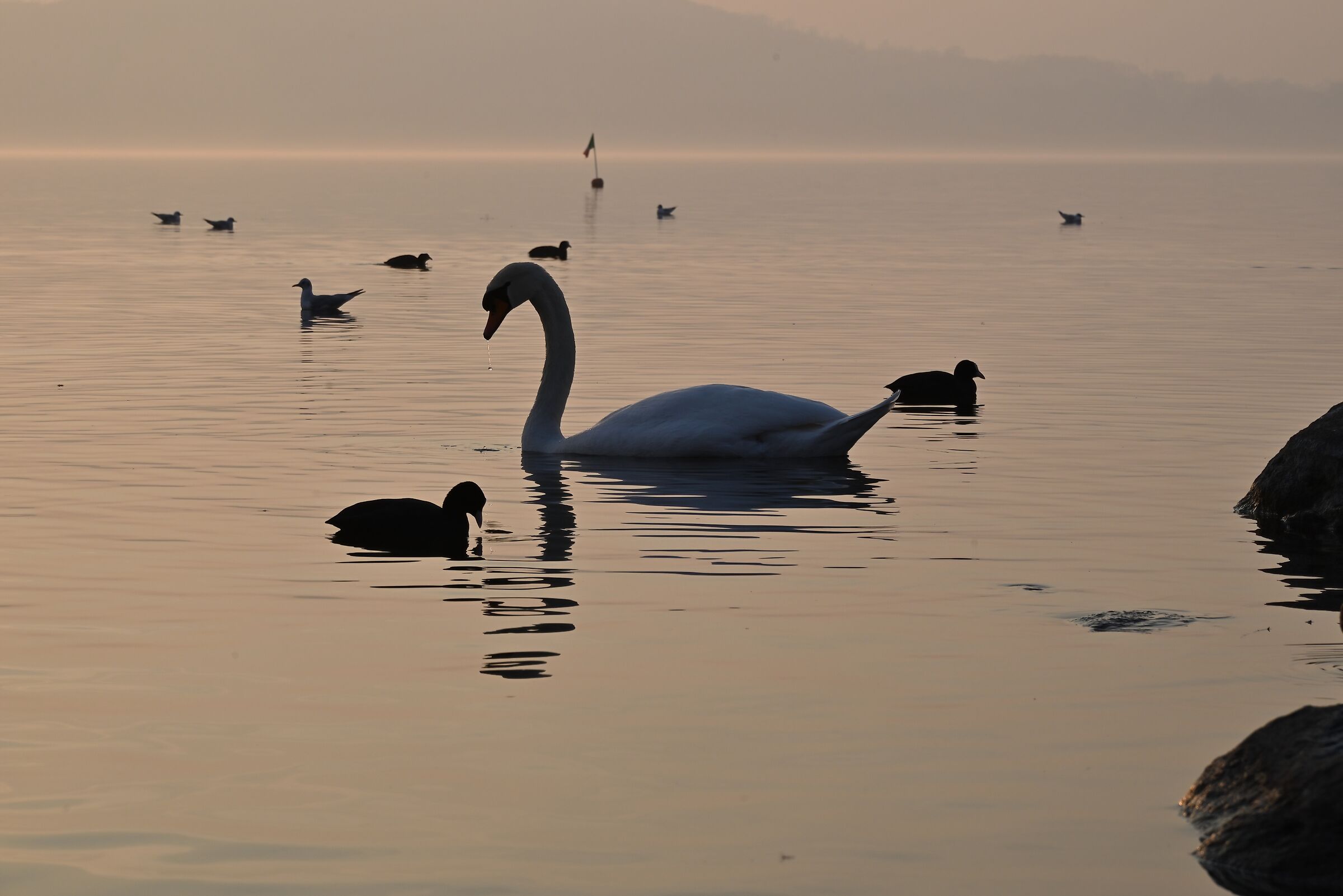 Swan