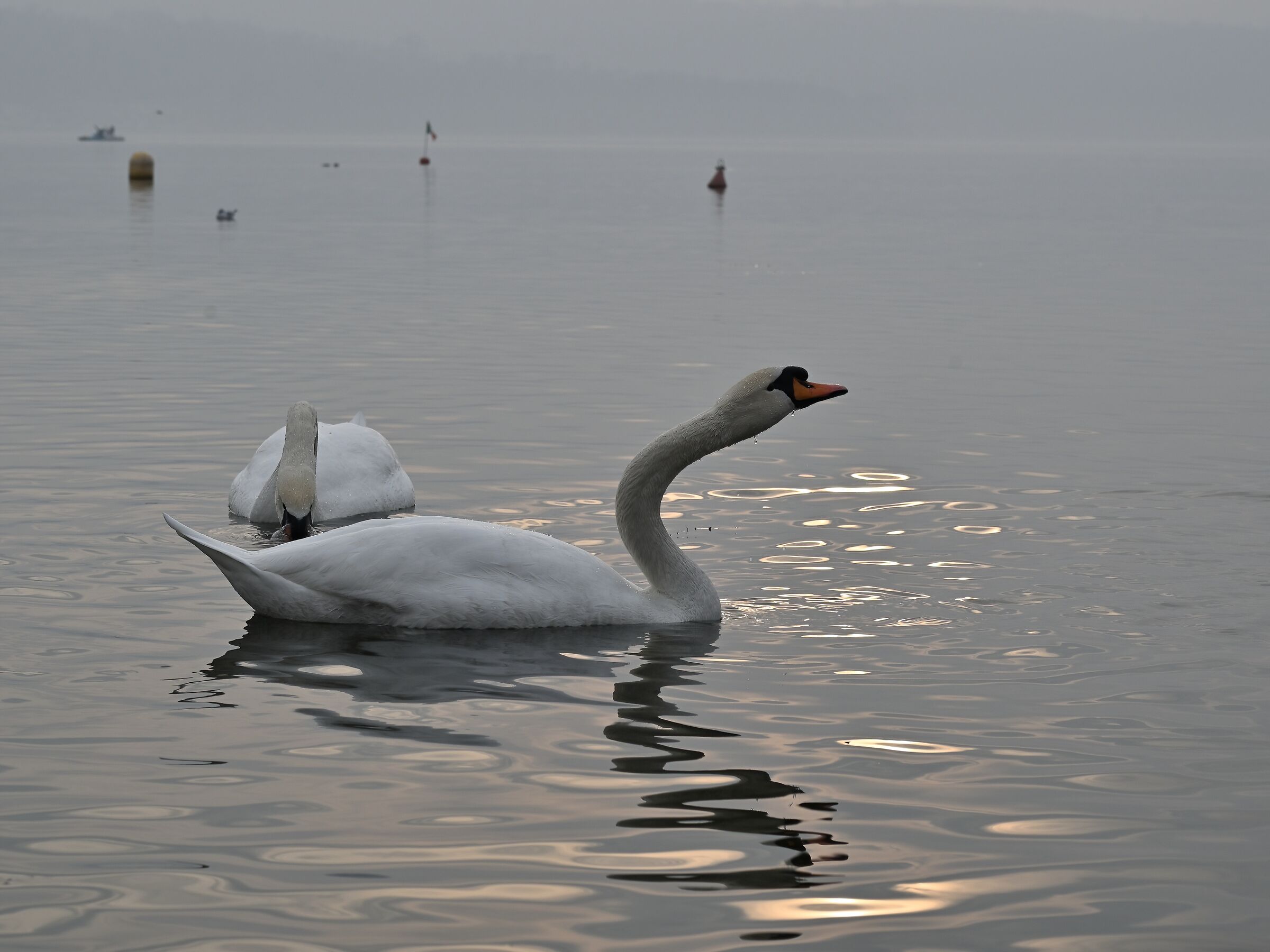 Swans