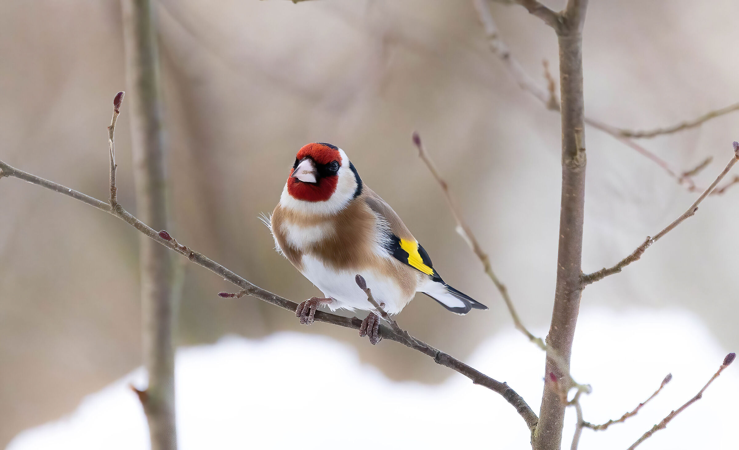 Il cardellino e la neve - Carduelis carduelis
