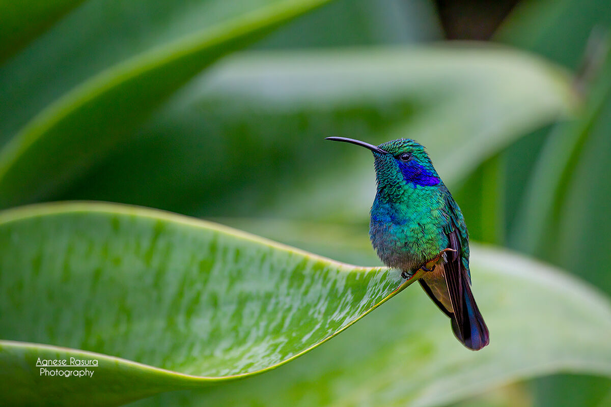 Colibrì thalassinus