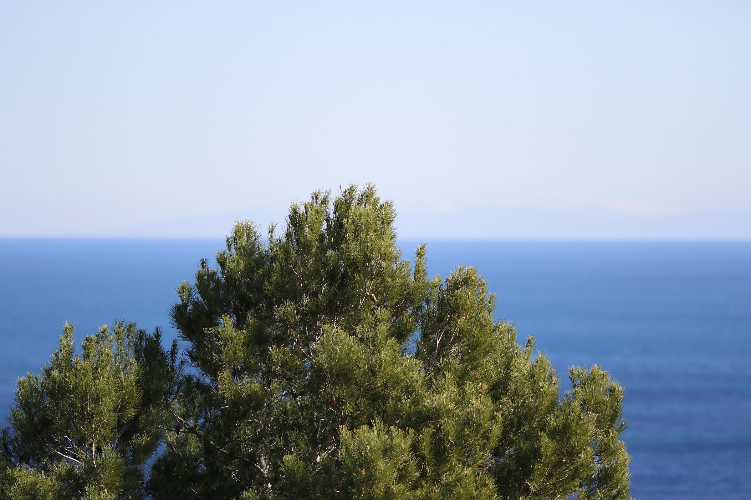 Canon 7D II- 135, F.2 L USM