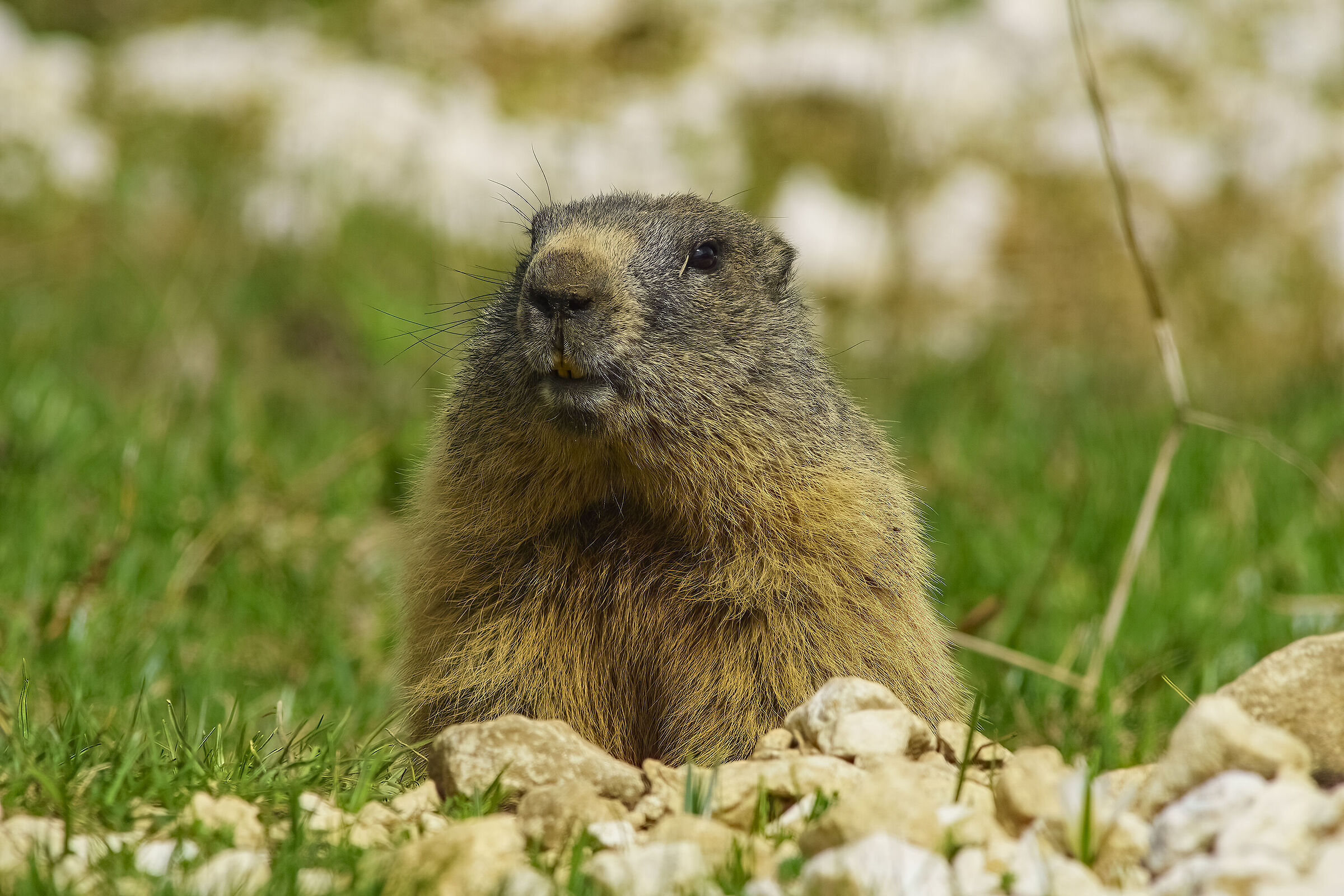 Marmotta