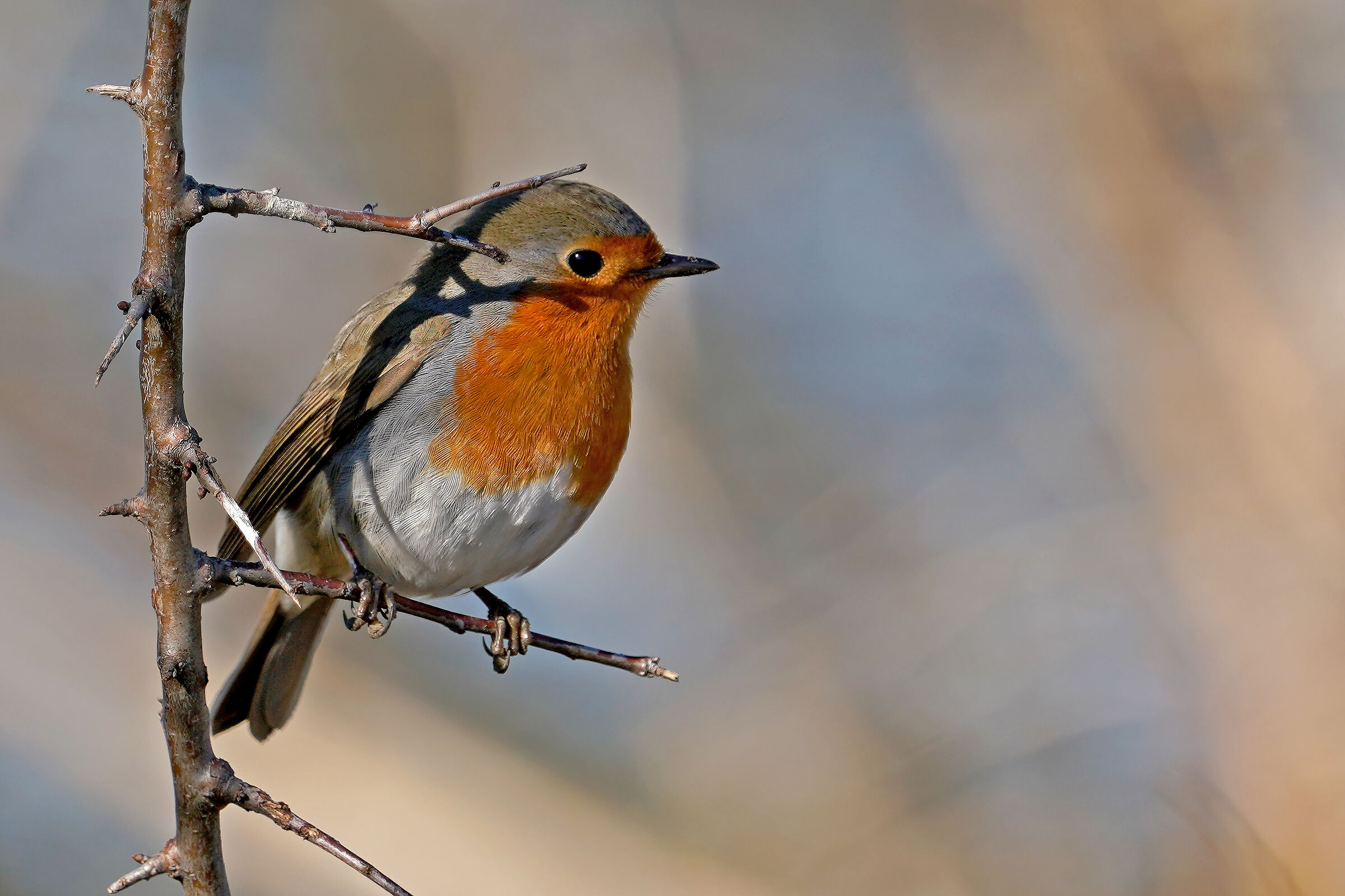 Robin