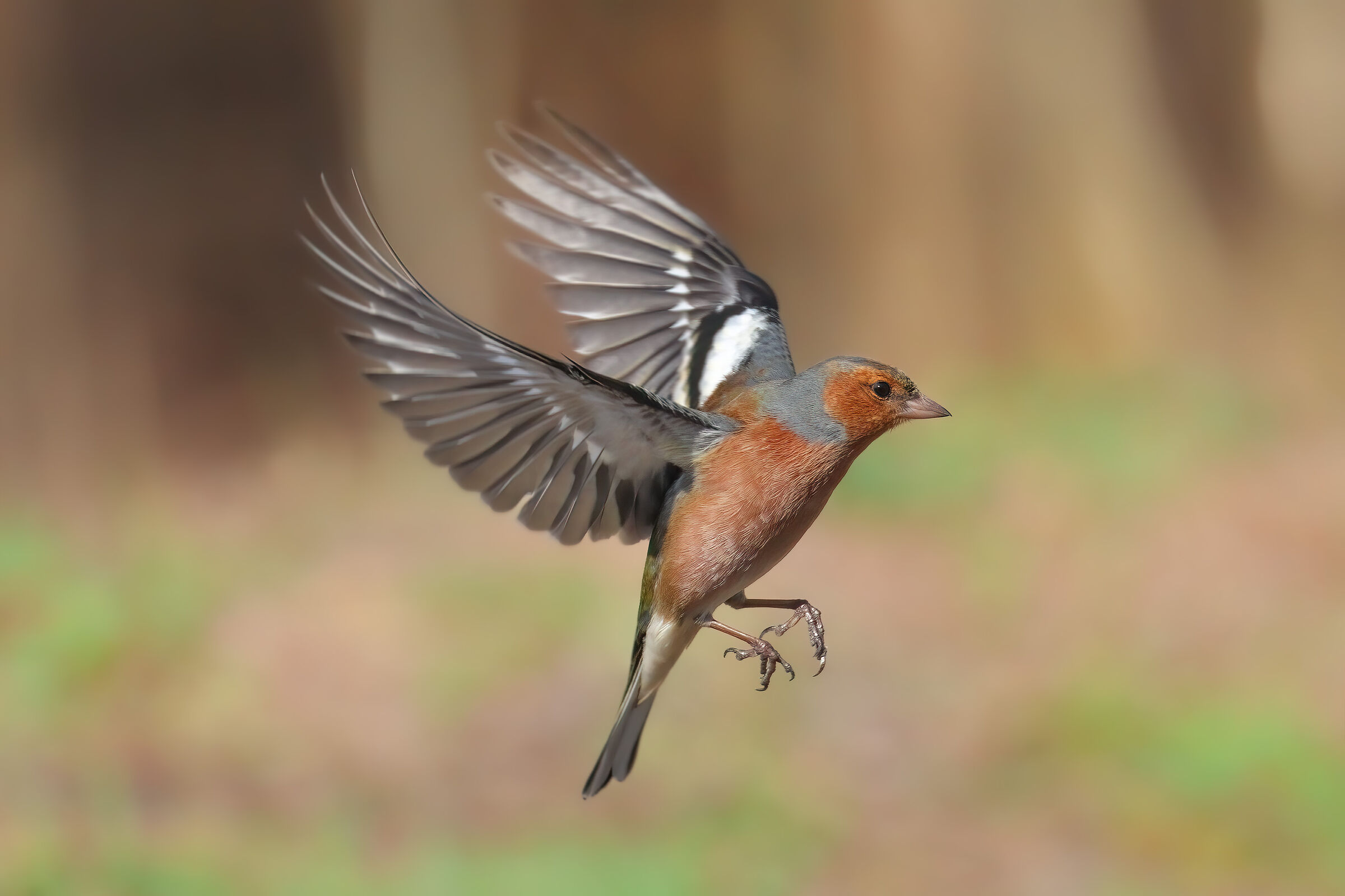 Chaffinch in flight