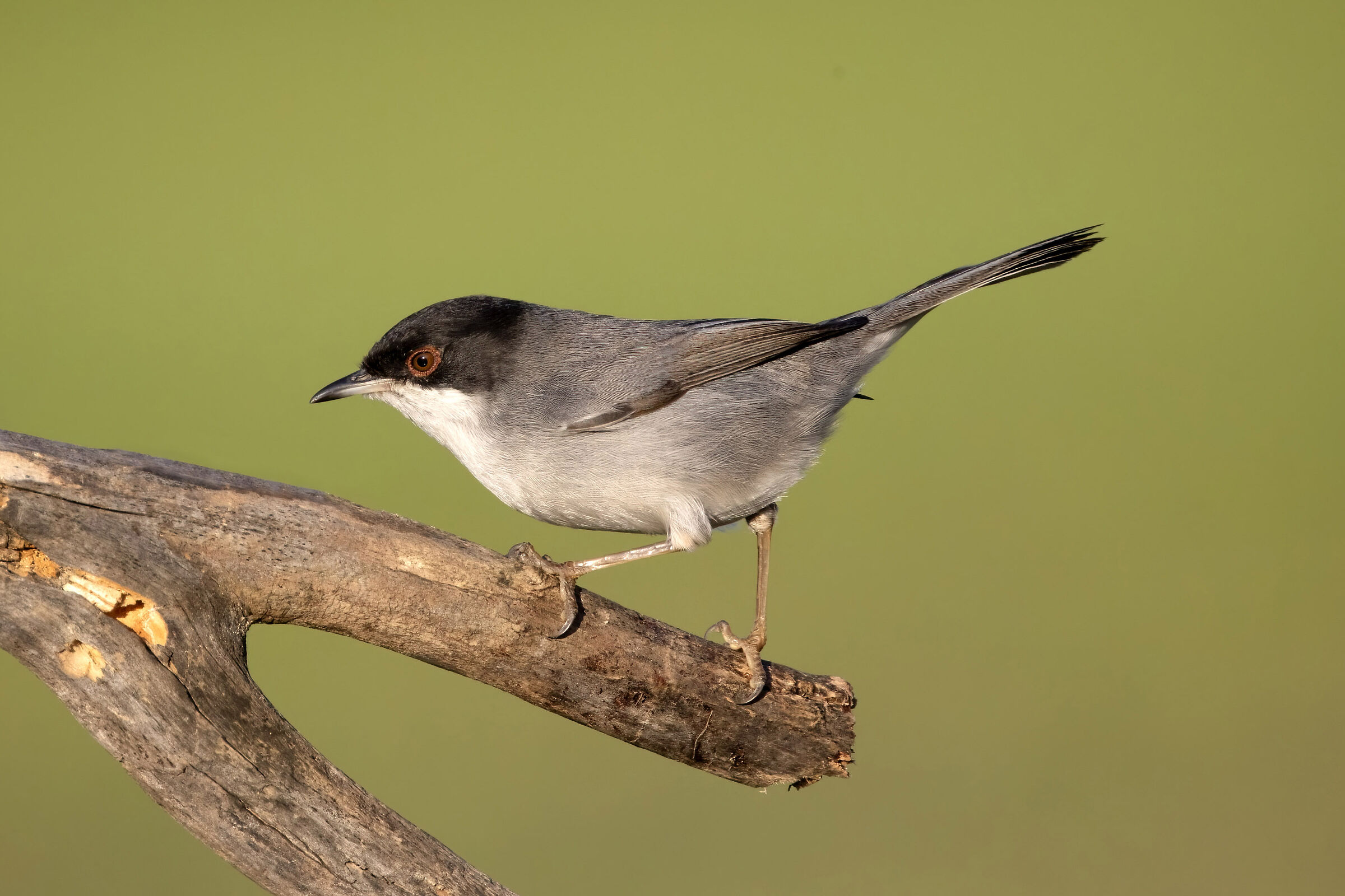 Sardinian warbler