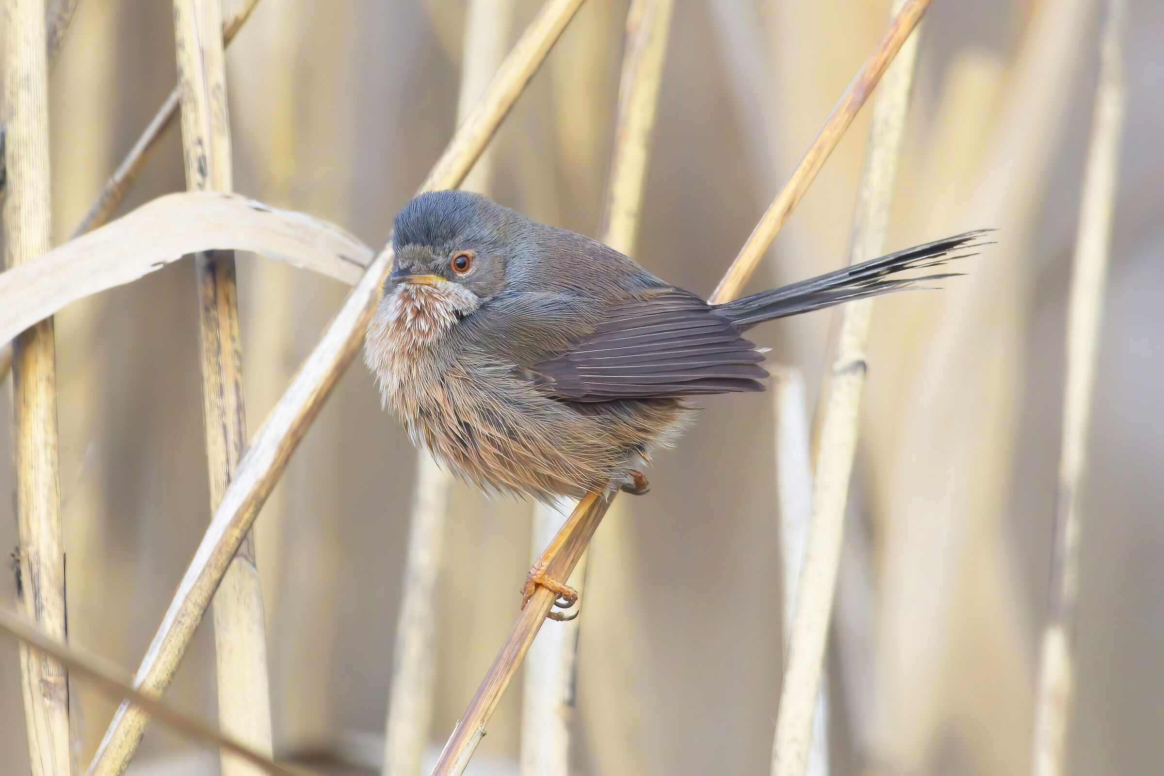 Dartford warbler