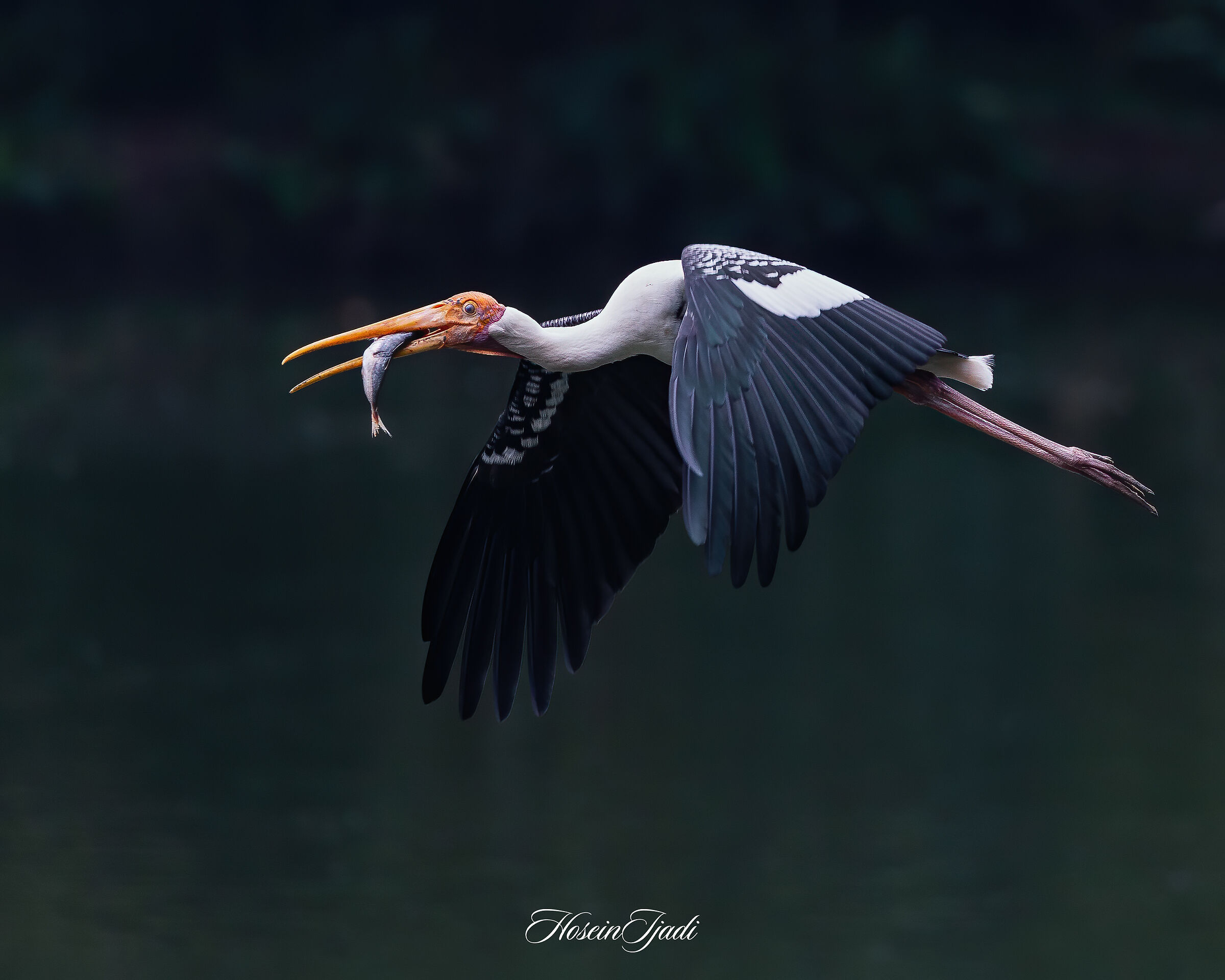 Peinted stork