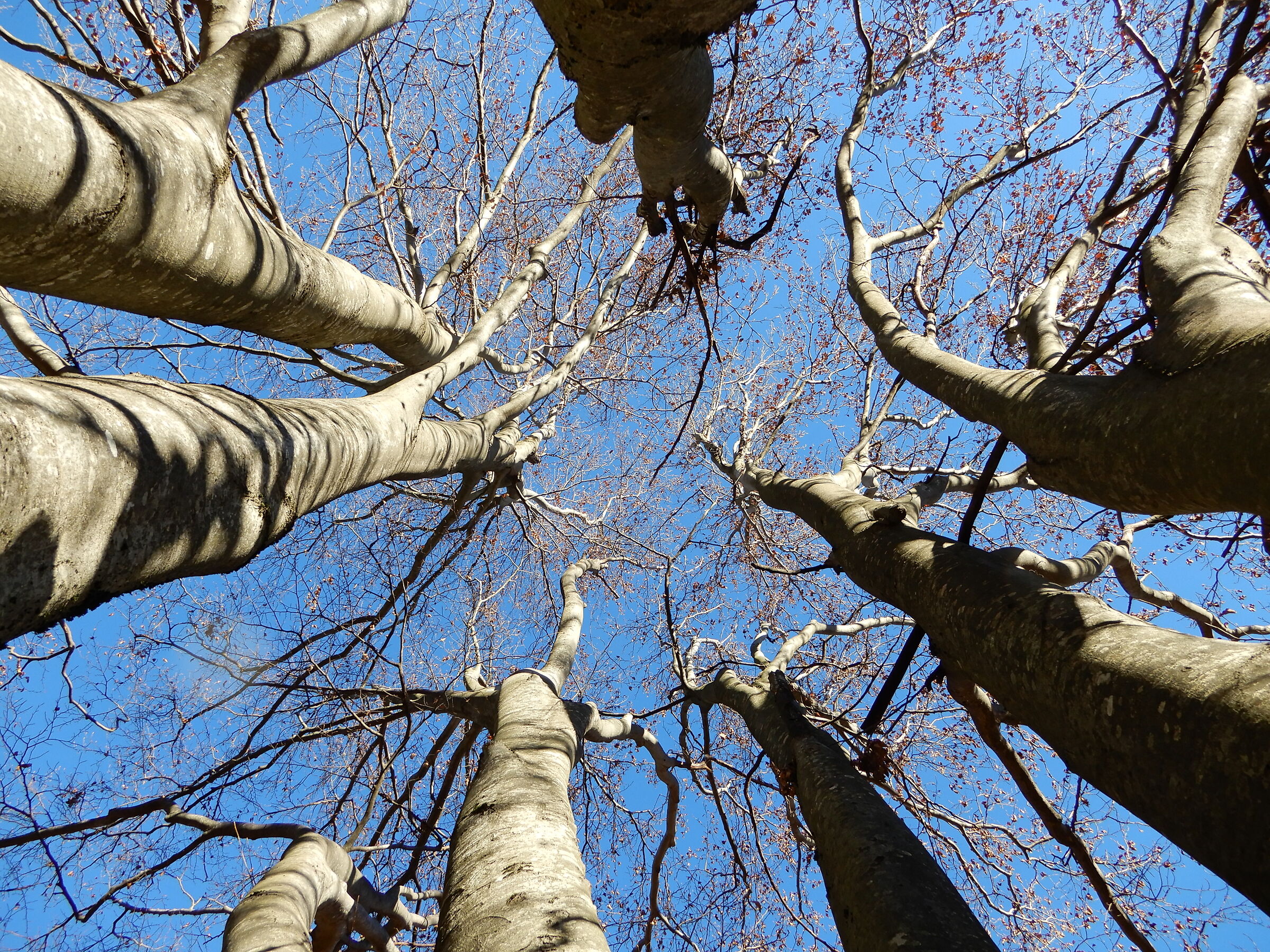 Località "Foi del Croato" - Raossi Vallarsa