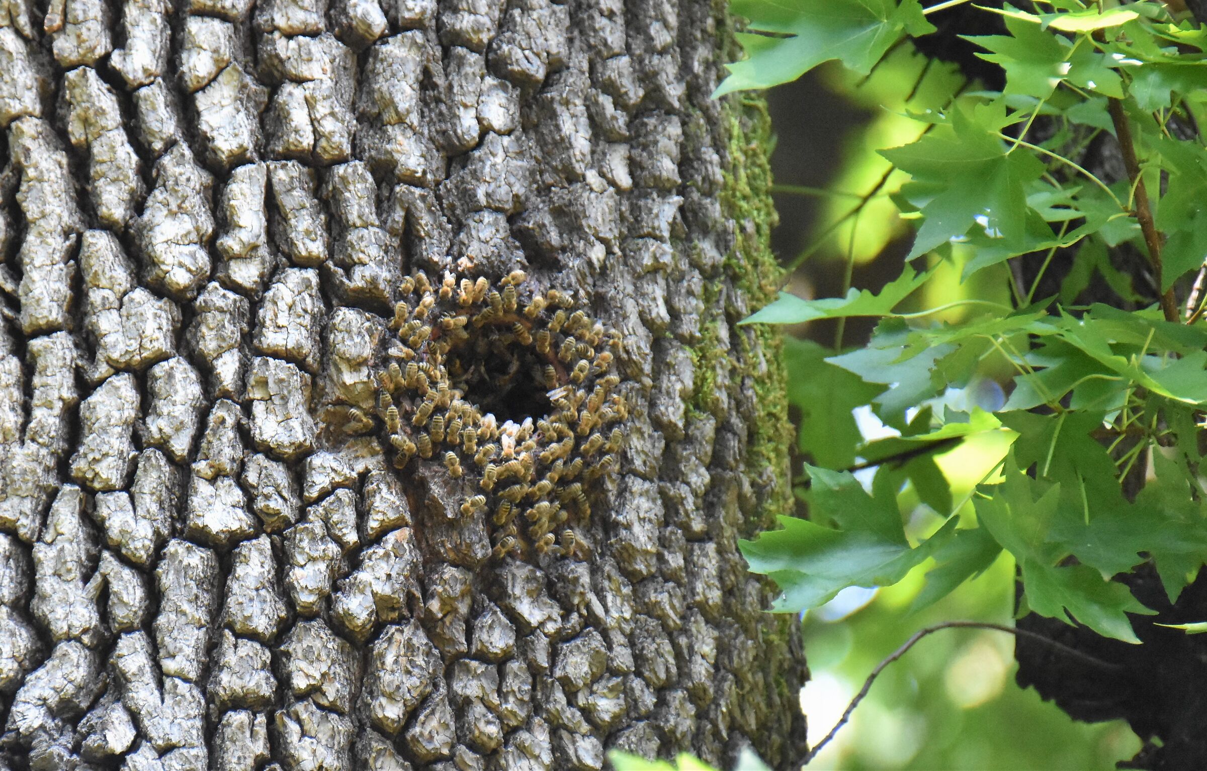 Sciame di Apis Mellifera felicemente accasato