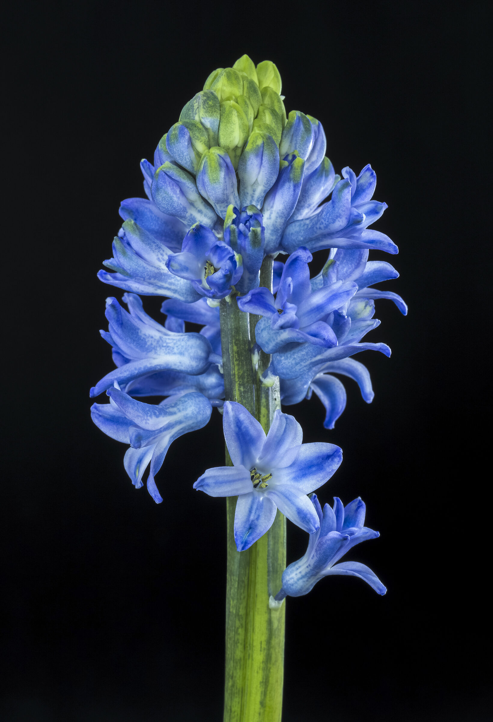 Hyacinth
