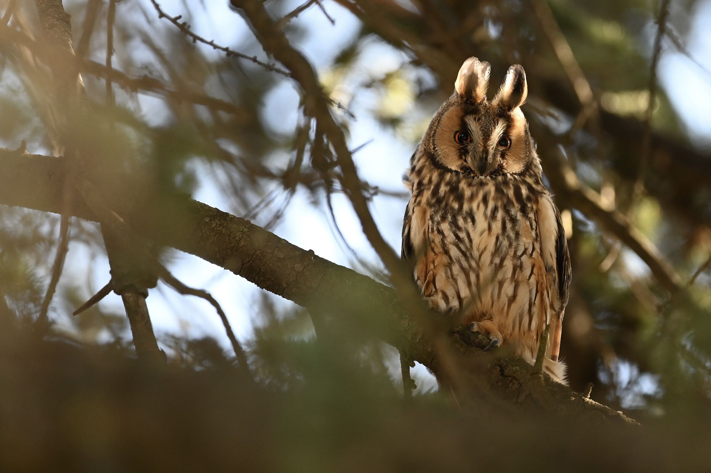 Long-eared owl