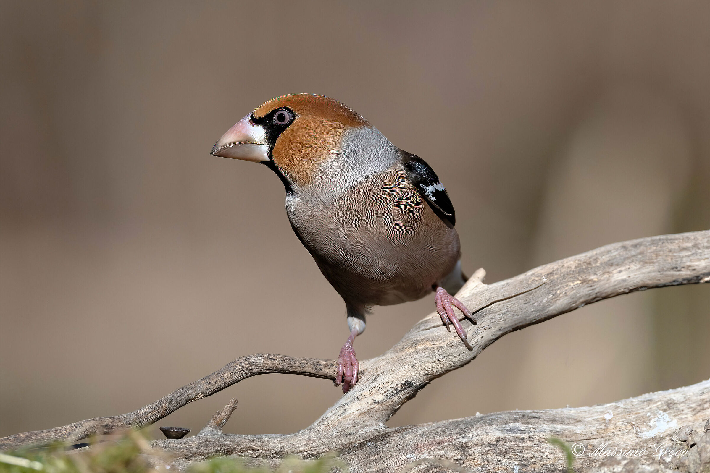 Hawfinch