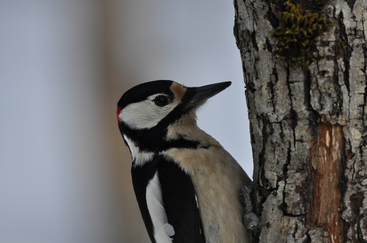 Woodpecker male
