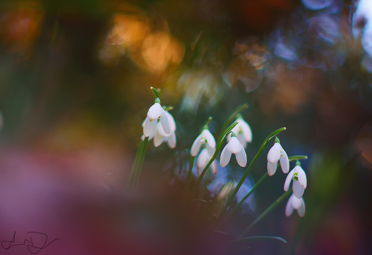 Snowdrop