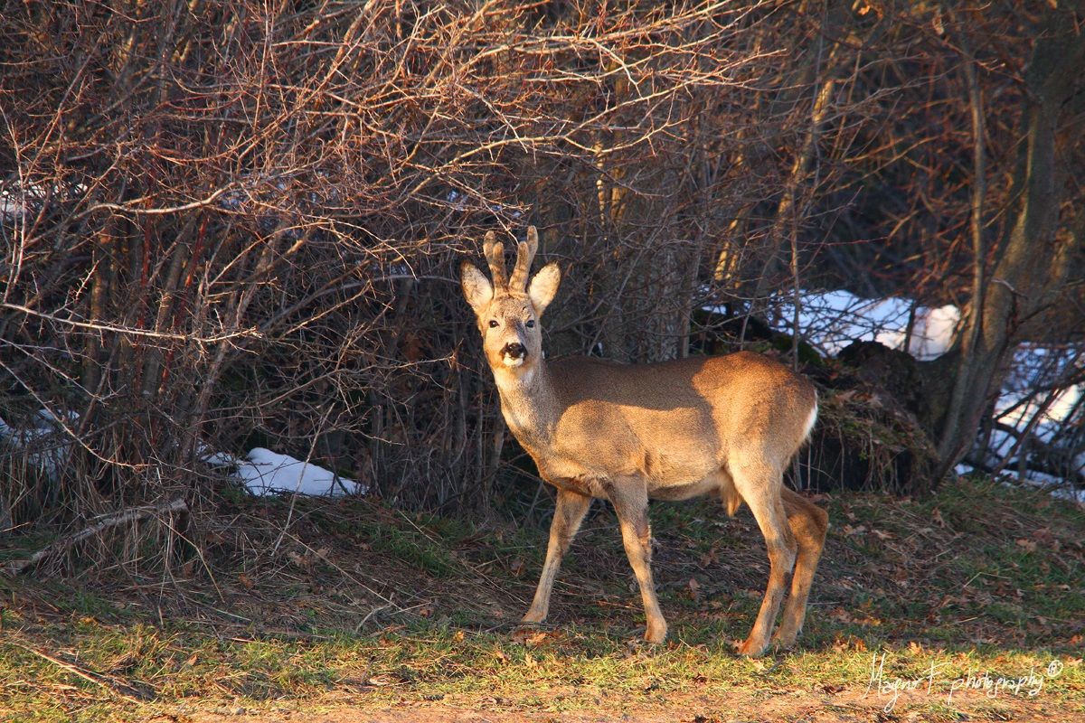 Caprioli the thaw in velvet