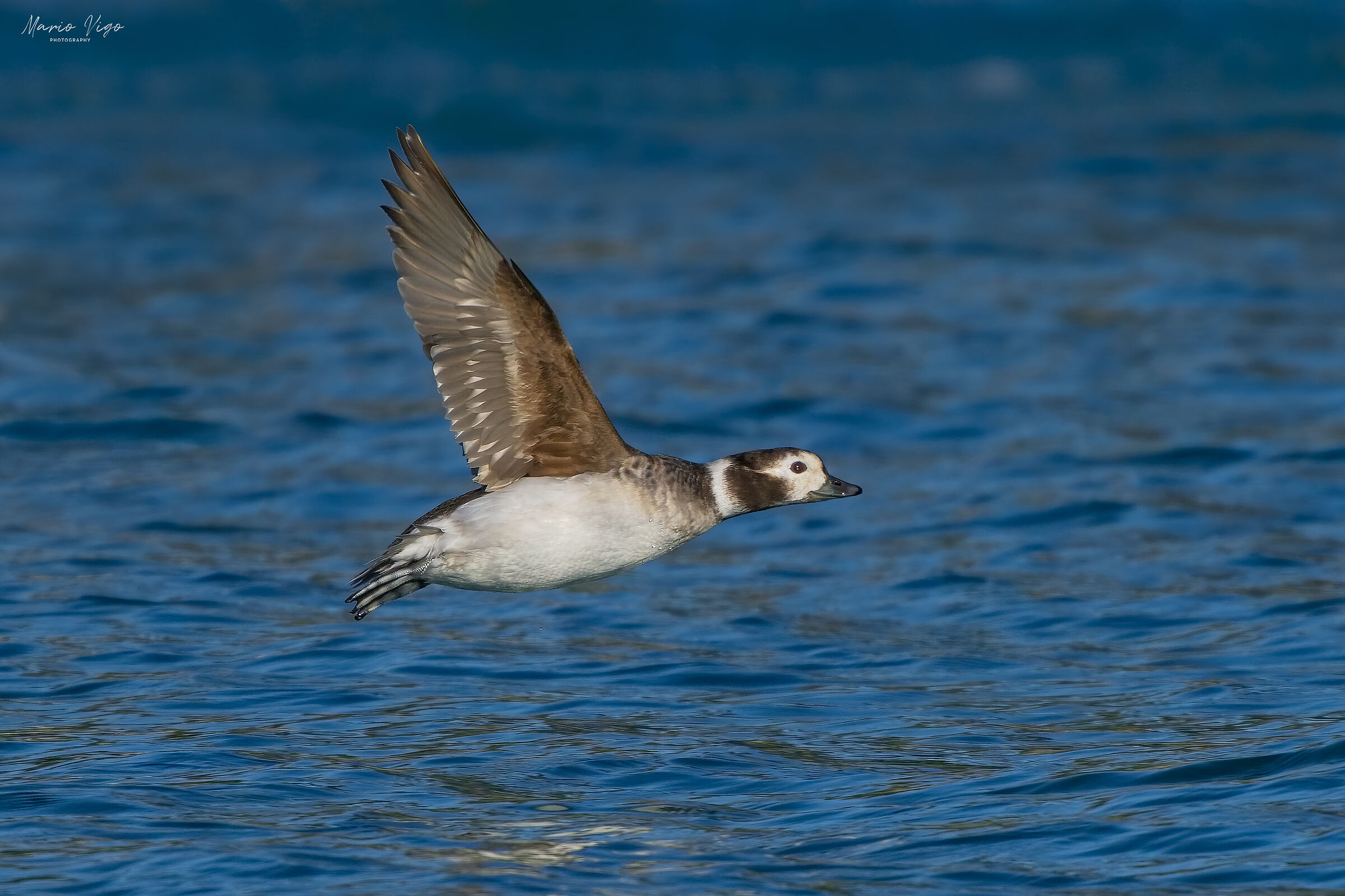 The flight of the cordon duck